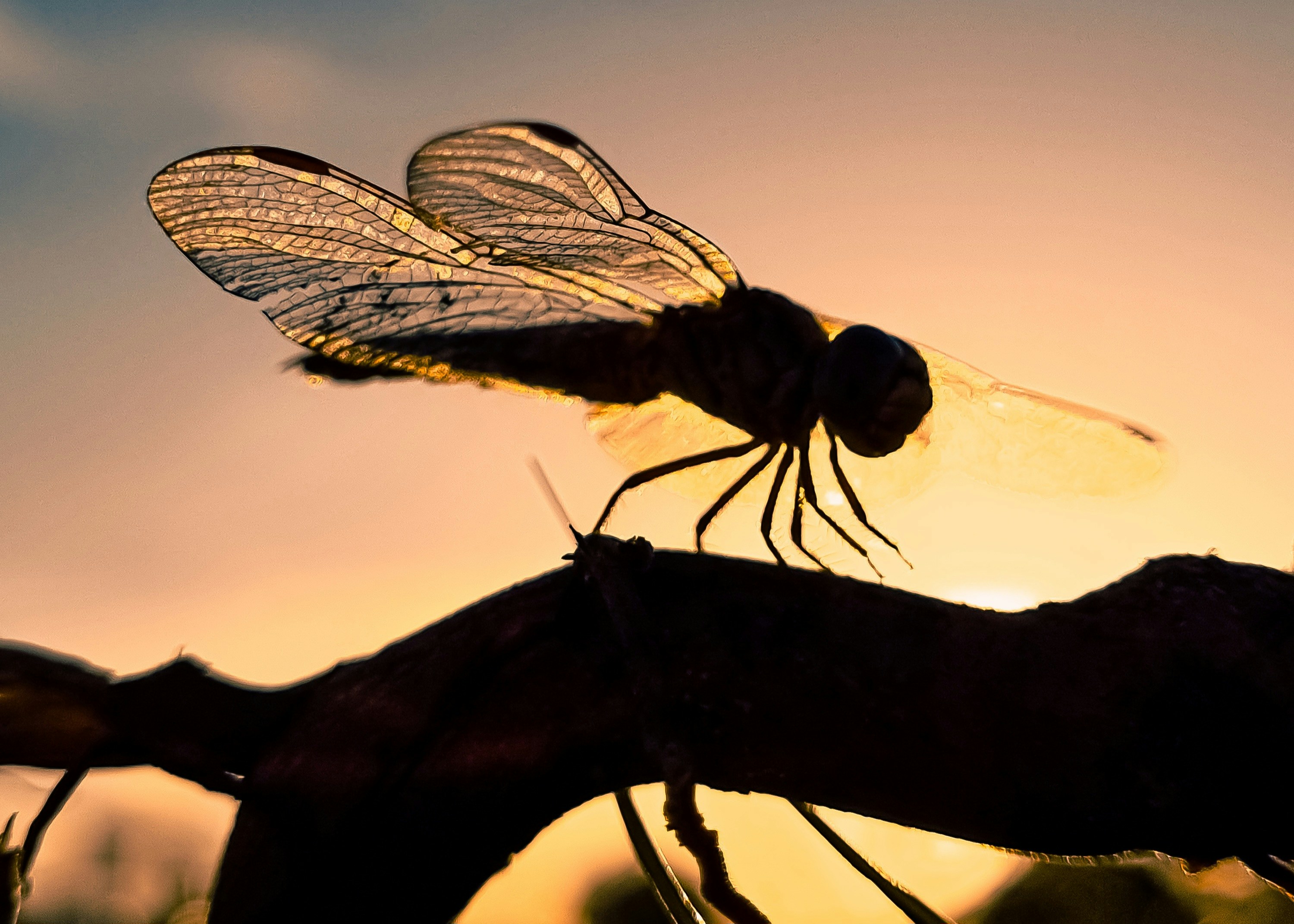 اليعسوب يرى ألواناً تخفى على البشر وهذا ما يعنيه للطب
