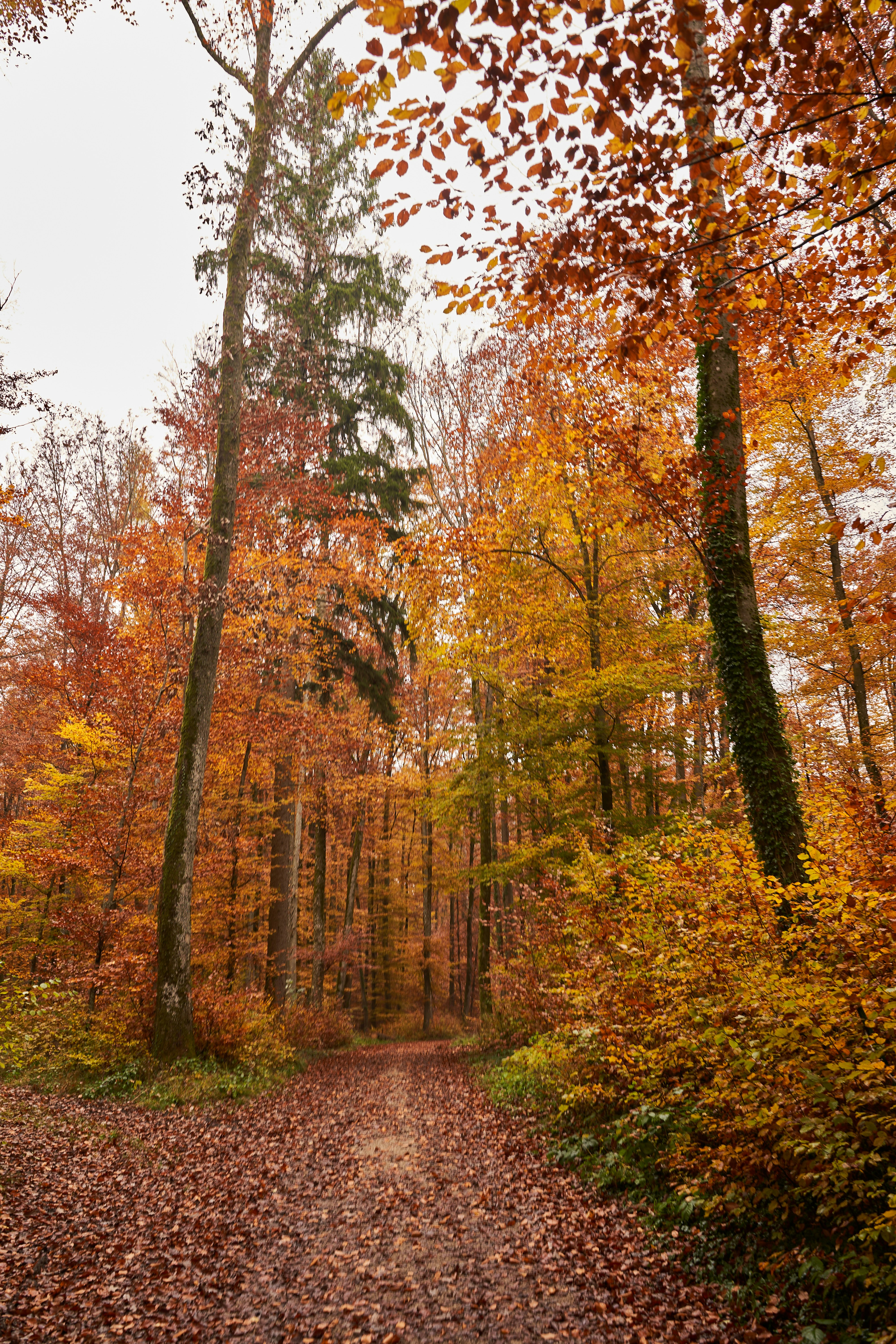 Photo by wolfgang_hasselmann