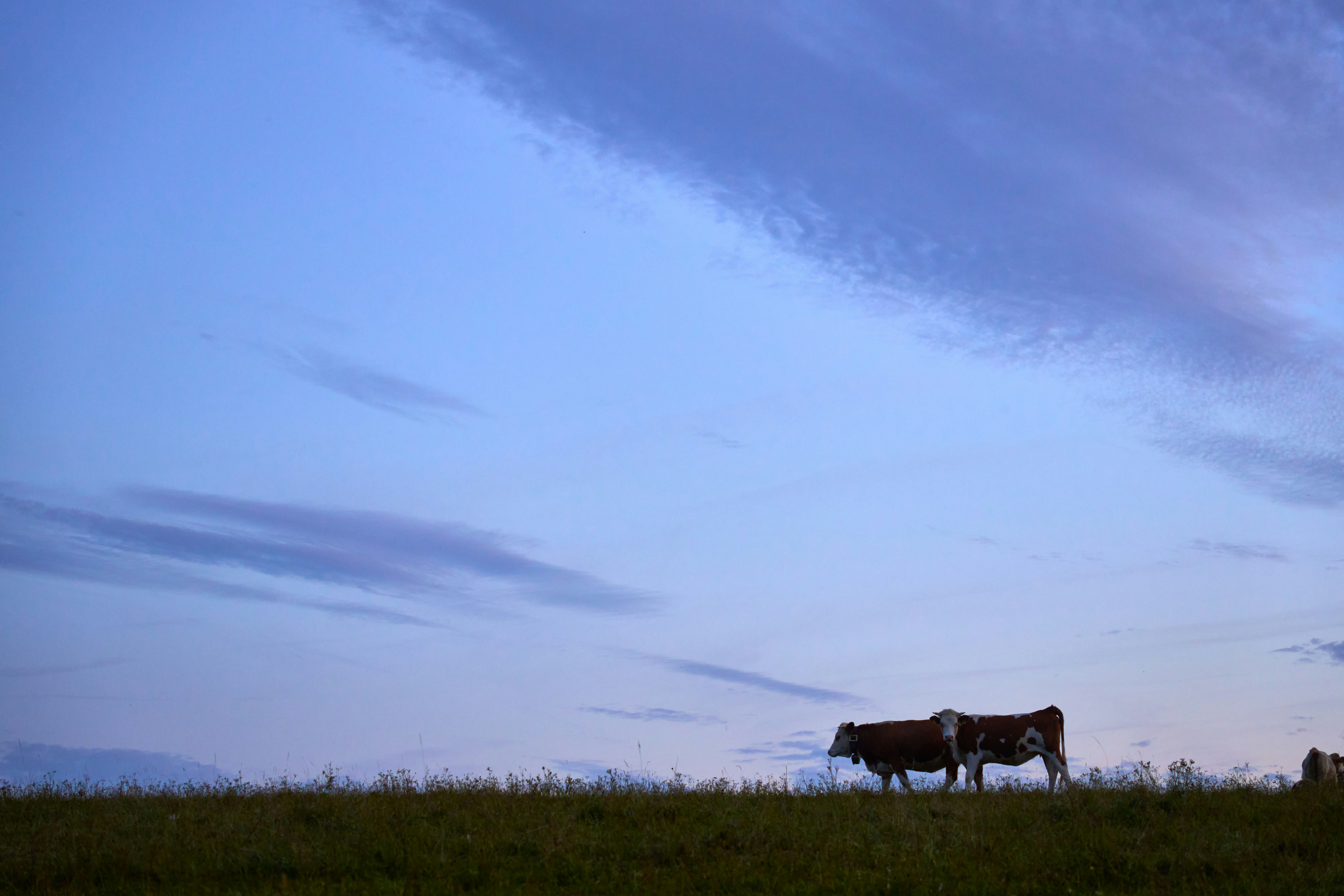 Photo by wolfgang_hasselmann