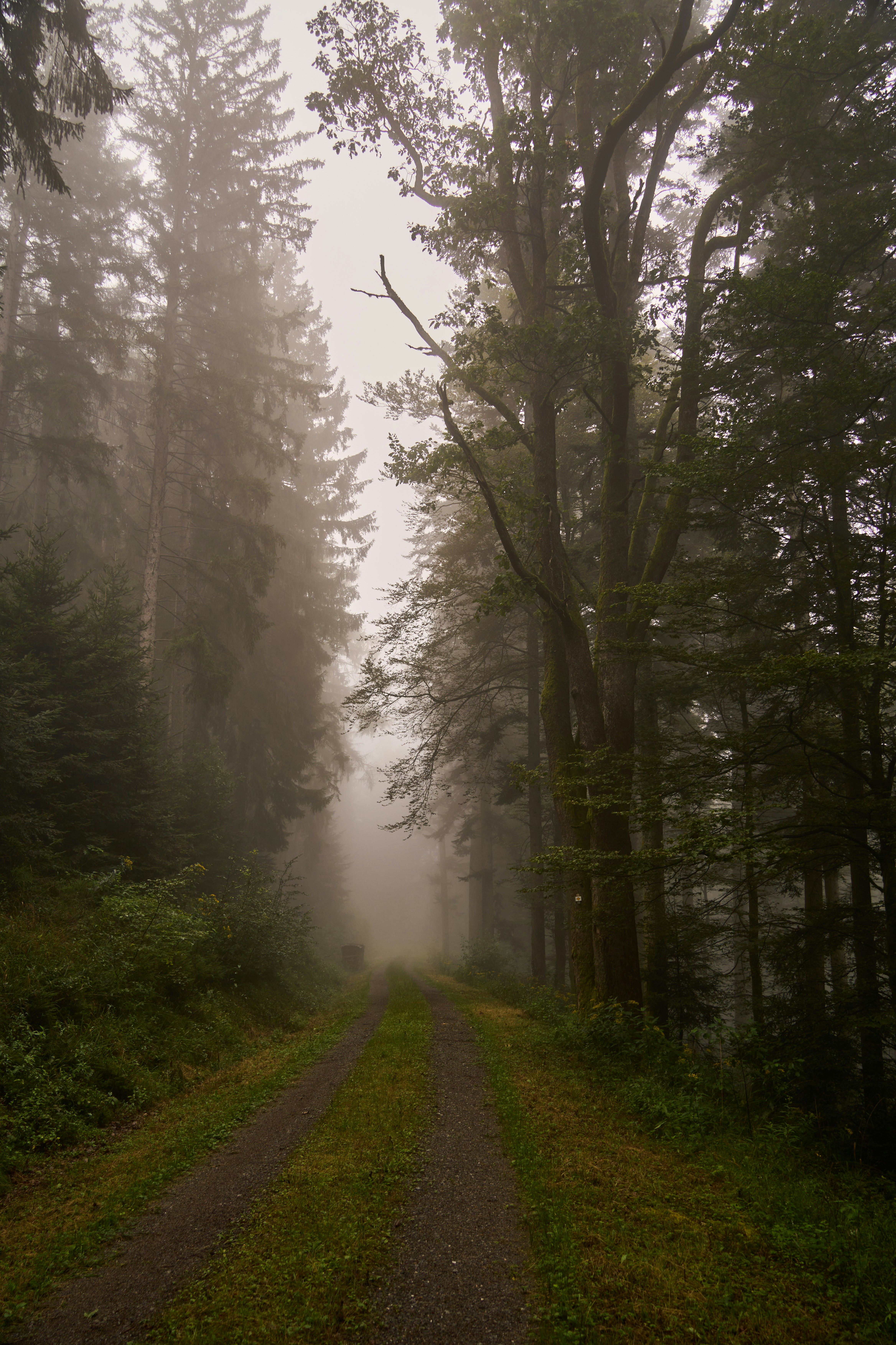 Photo by wolfgang_hasselmann