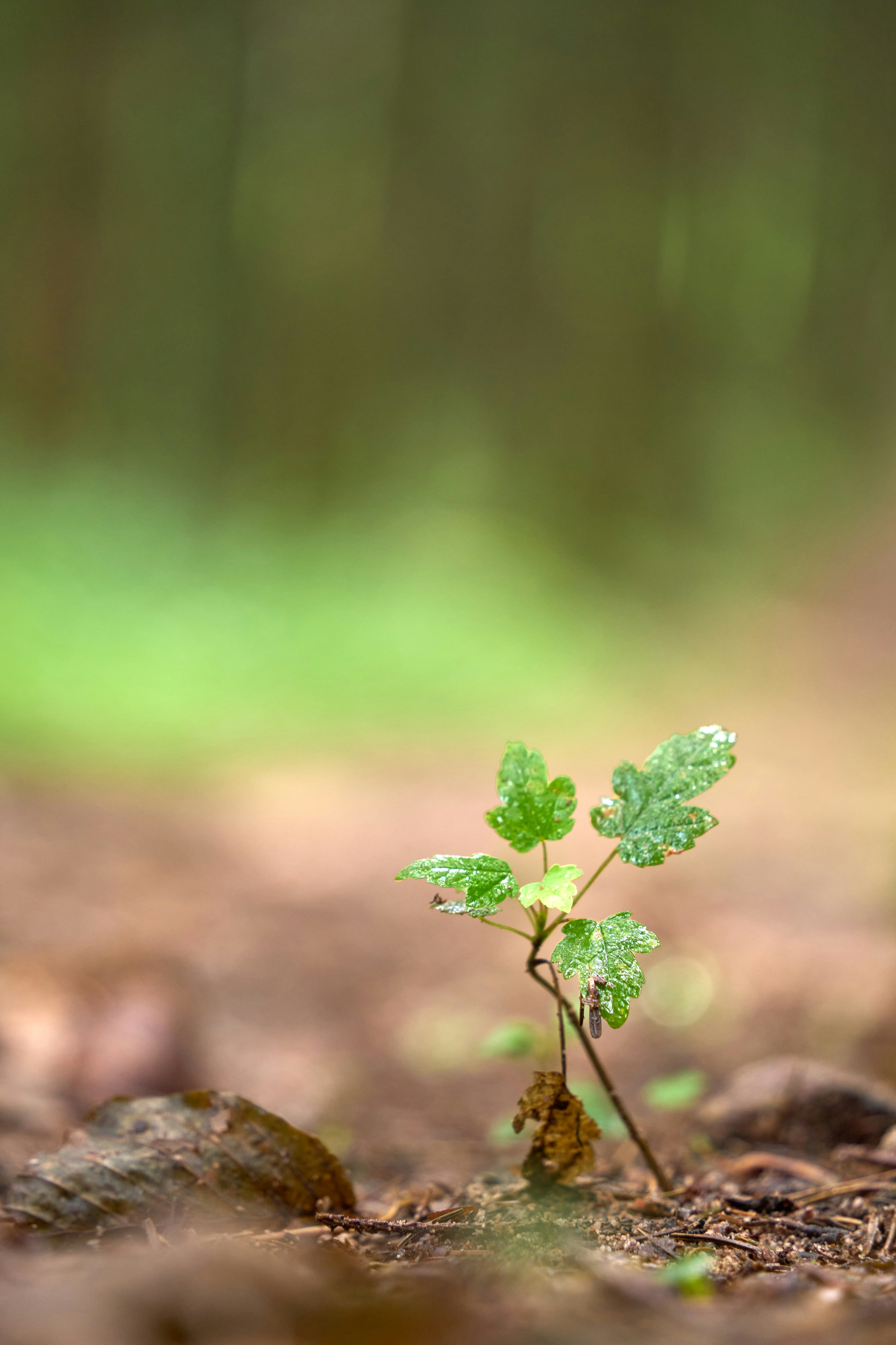 Photo by wolfgang_hasselmann