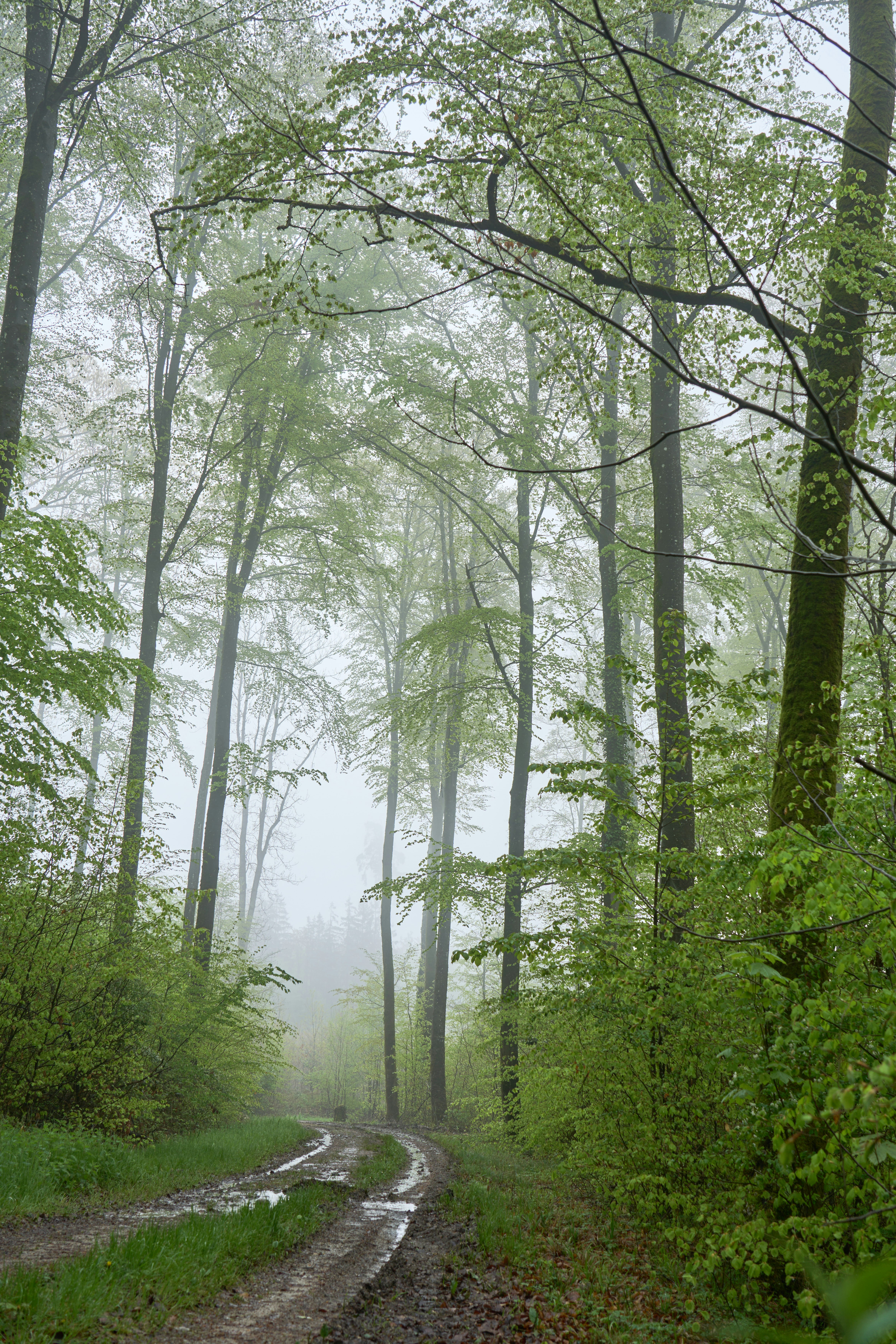 Photo by wolfgang_hasselmann