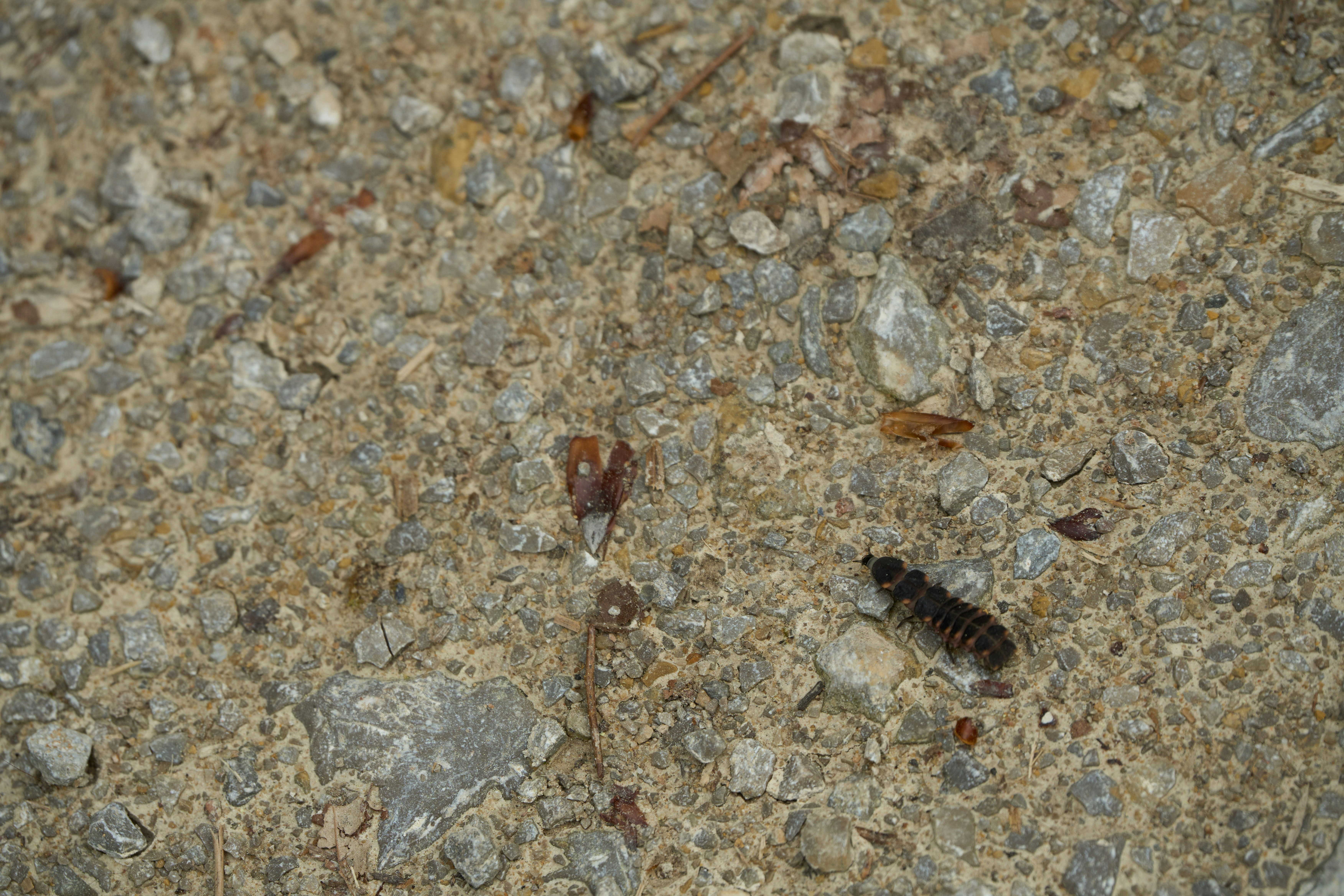 Photo by wolfgang_hasselmann