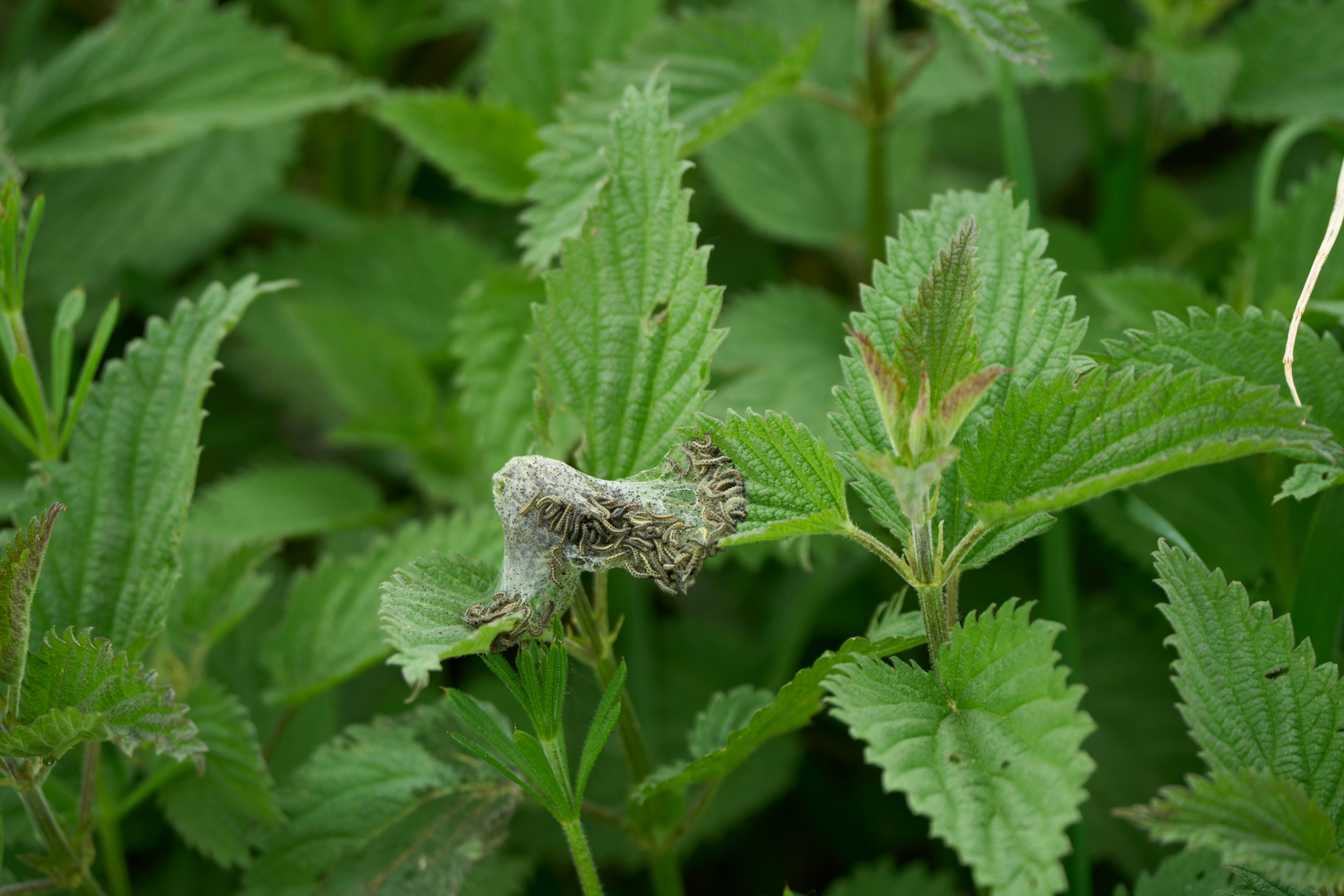 Photo by wolfgang_hasselmann