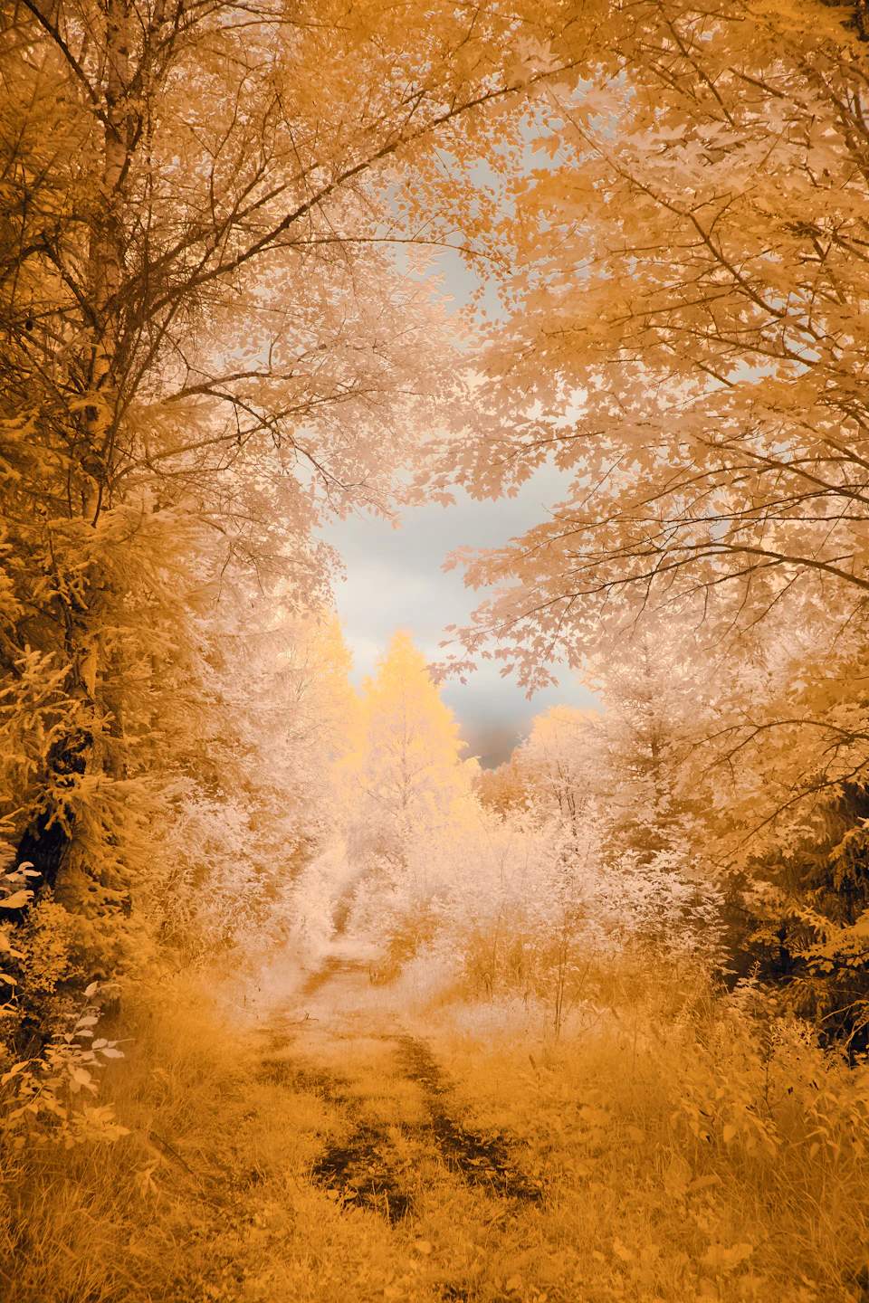 Serene forest scene with winding dirt path surrounded by vibrant orange-leafed trees
