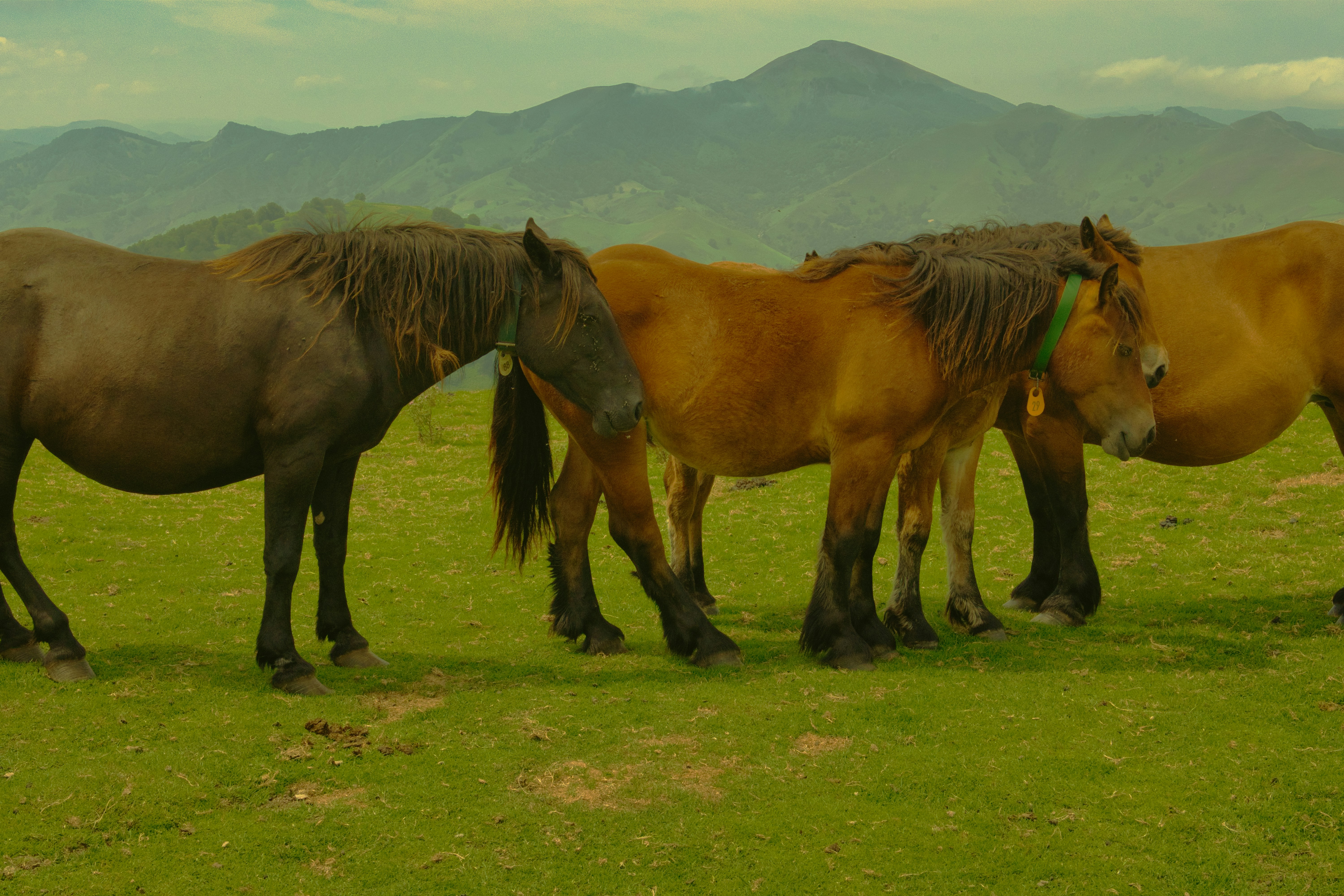 A group of horses standing on top of a lush green field
