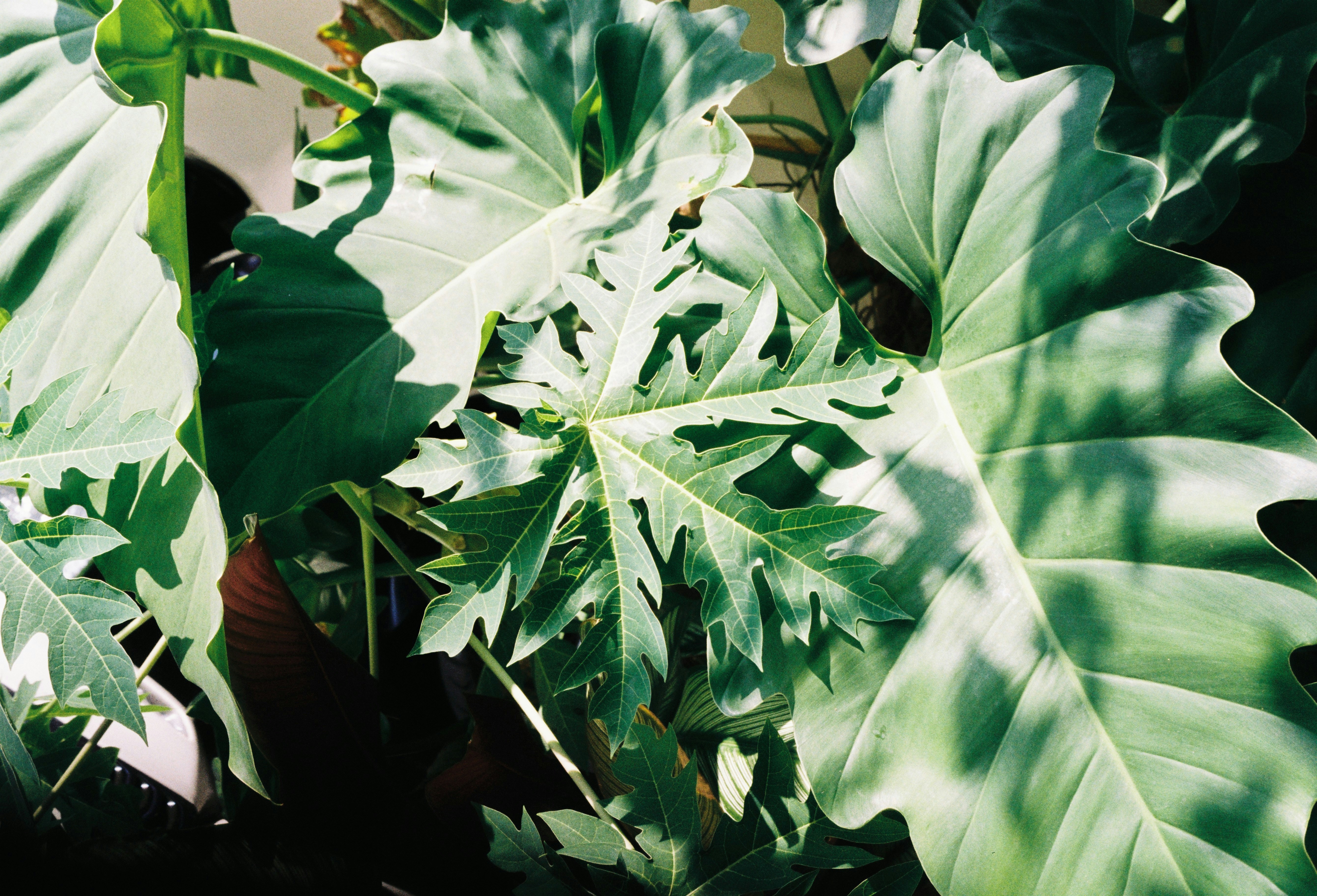 Photo by donguyenkhanhs