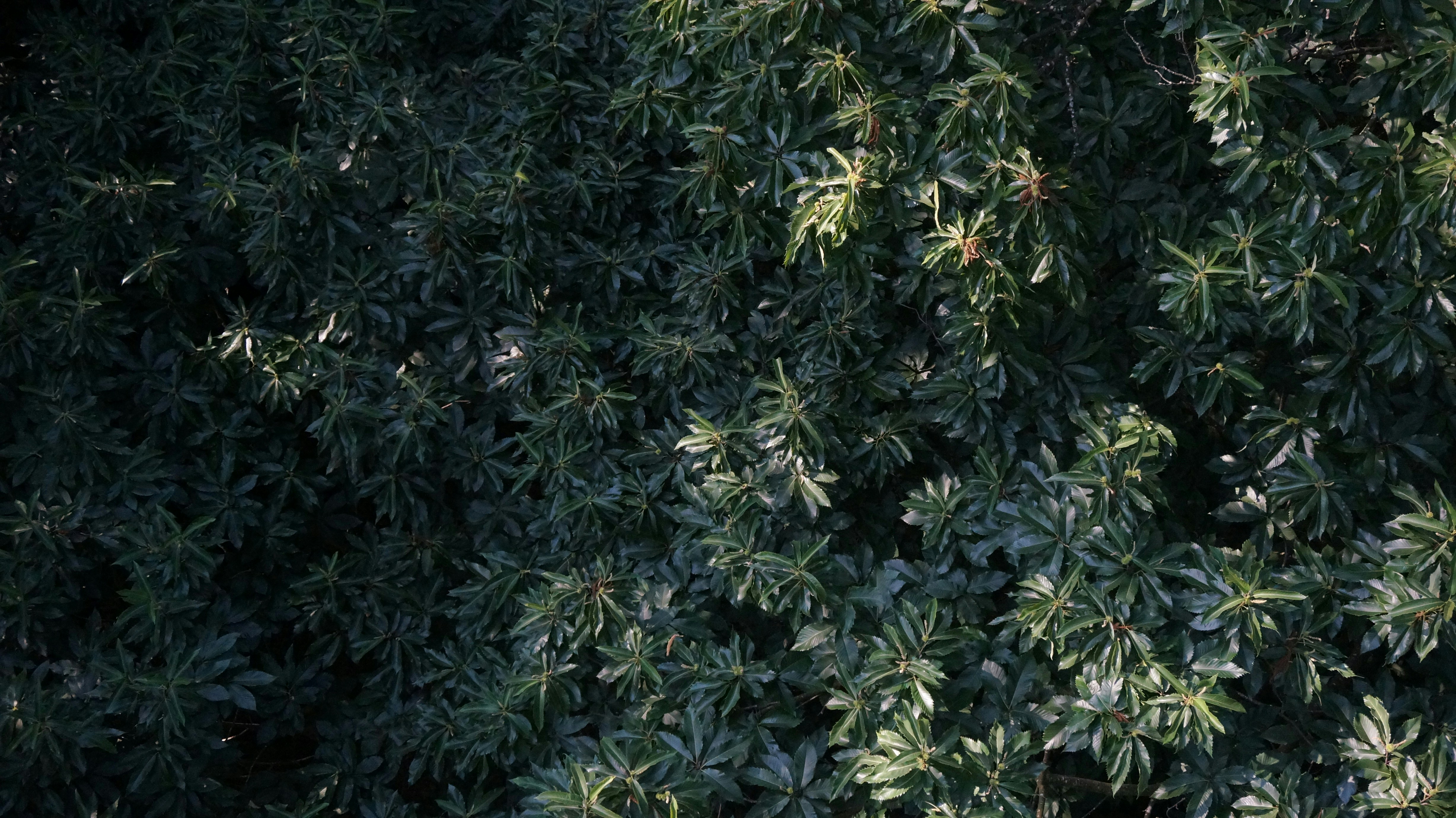 A bird's eye view of a tree with green leaves