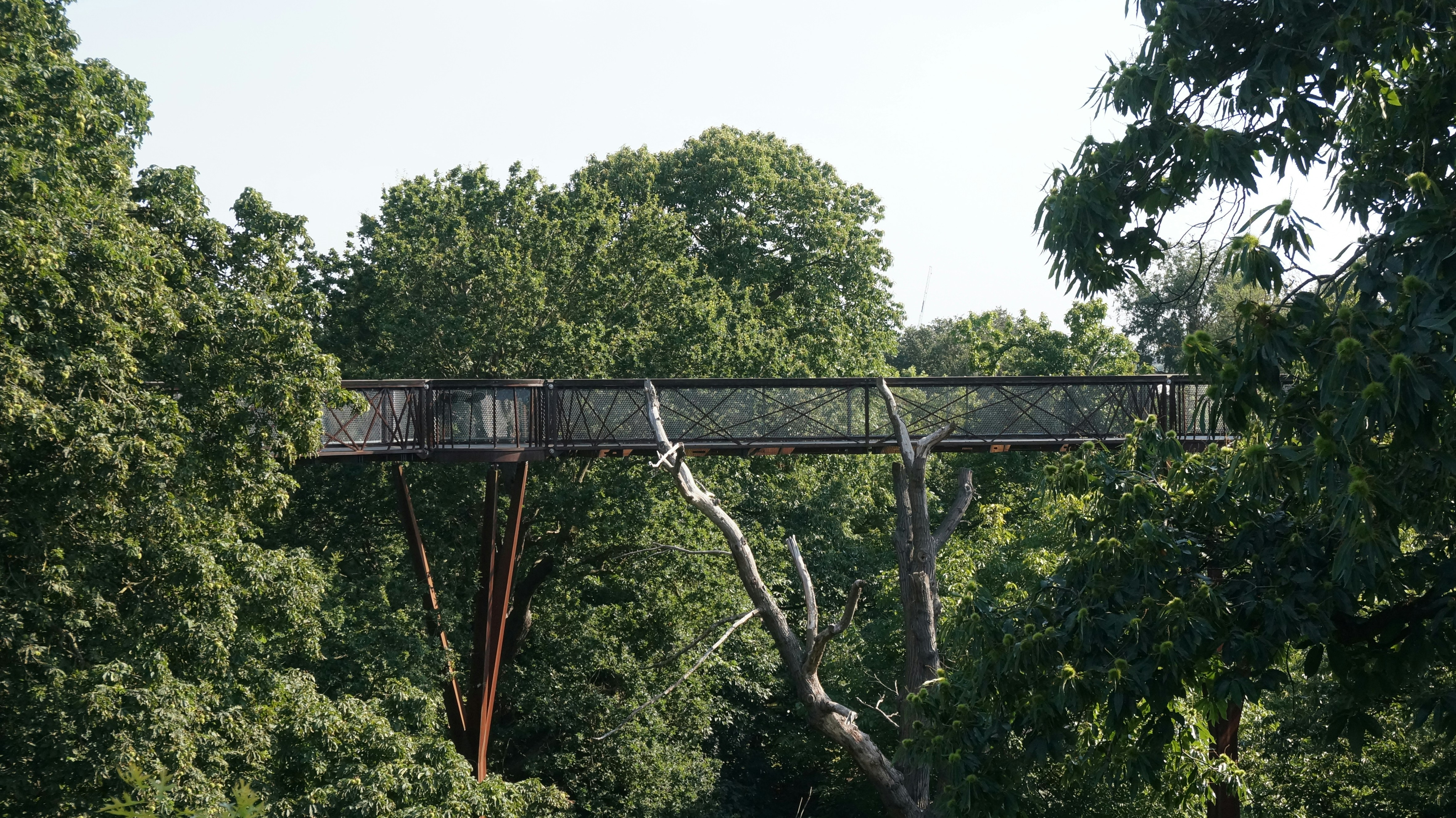 Valley of the Giants Tree Top Walk