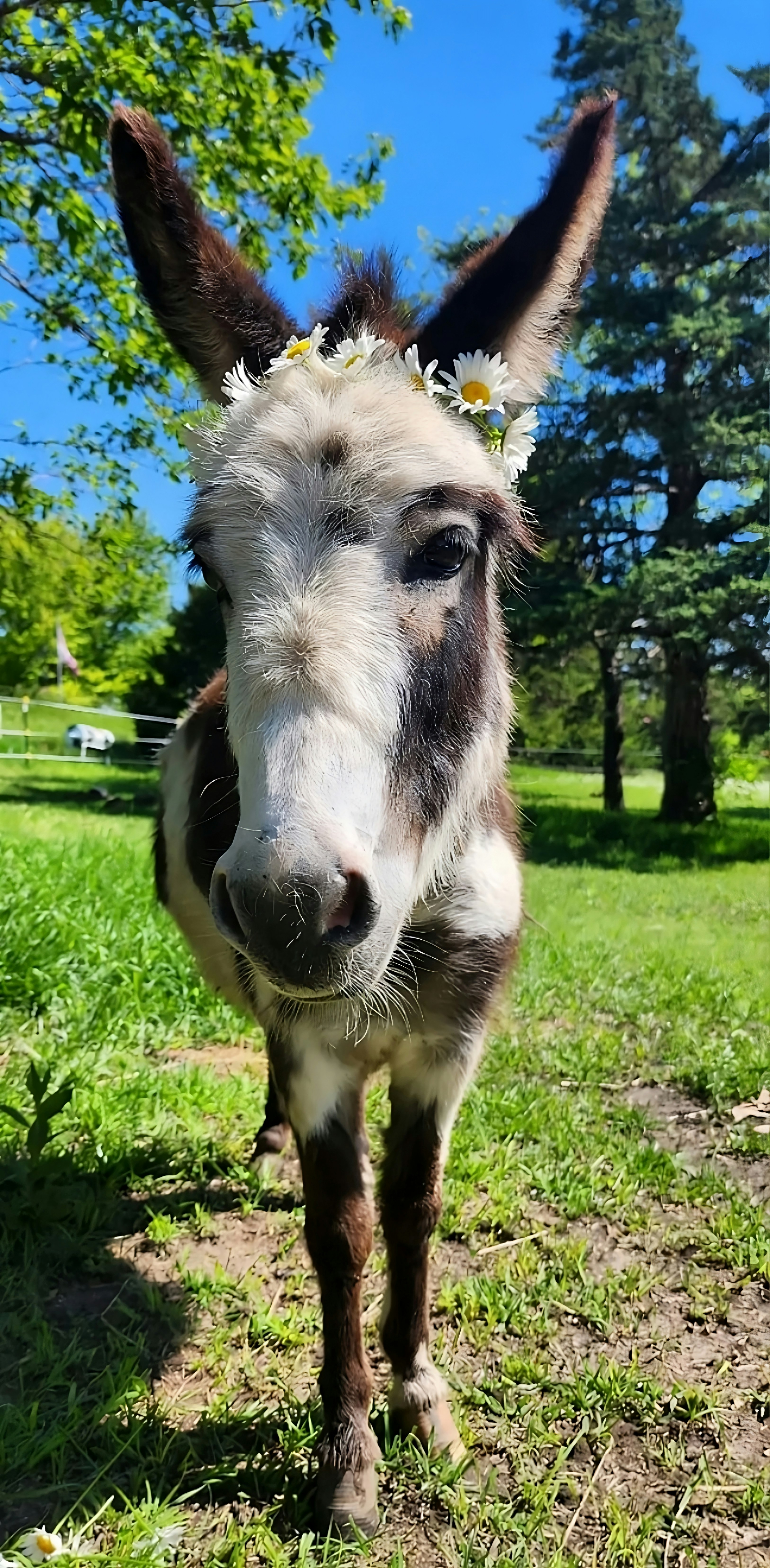 7. Miniature Donkeys (image credits: unsplash)