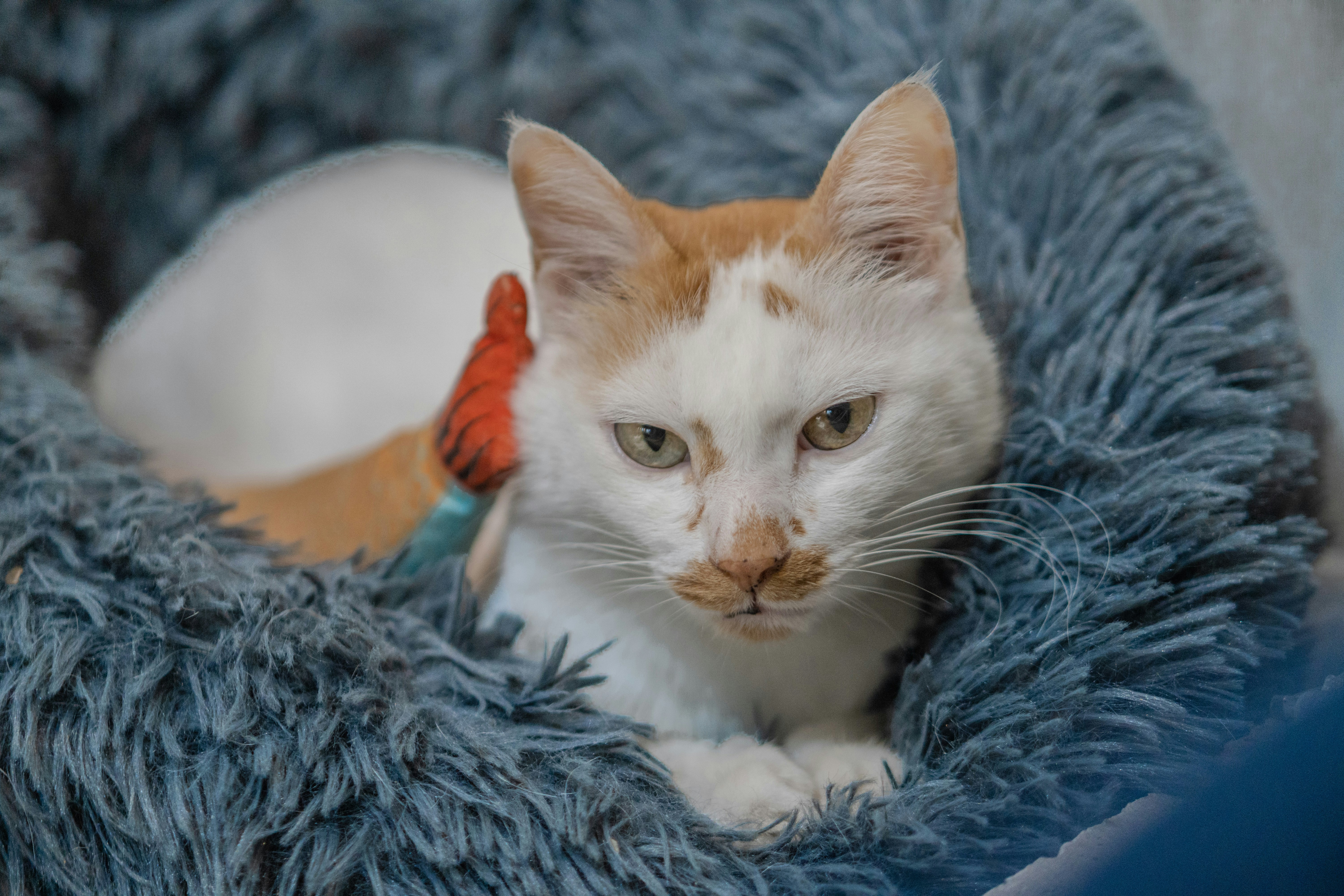 A cat is sitting in a pet bed
