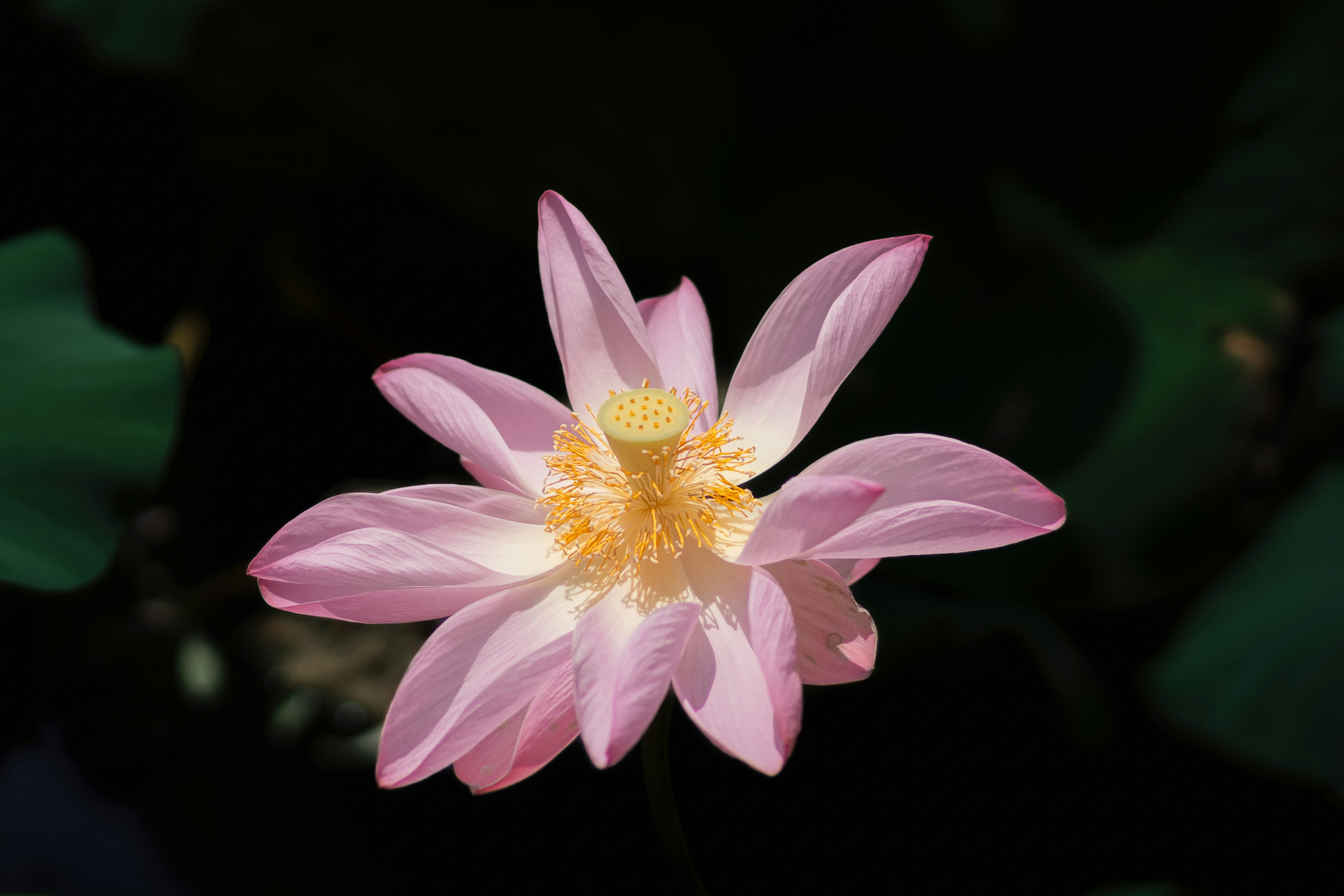A pink flower with a yellow center surrounded by green leaves