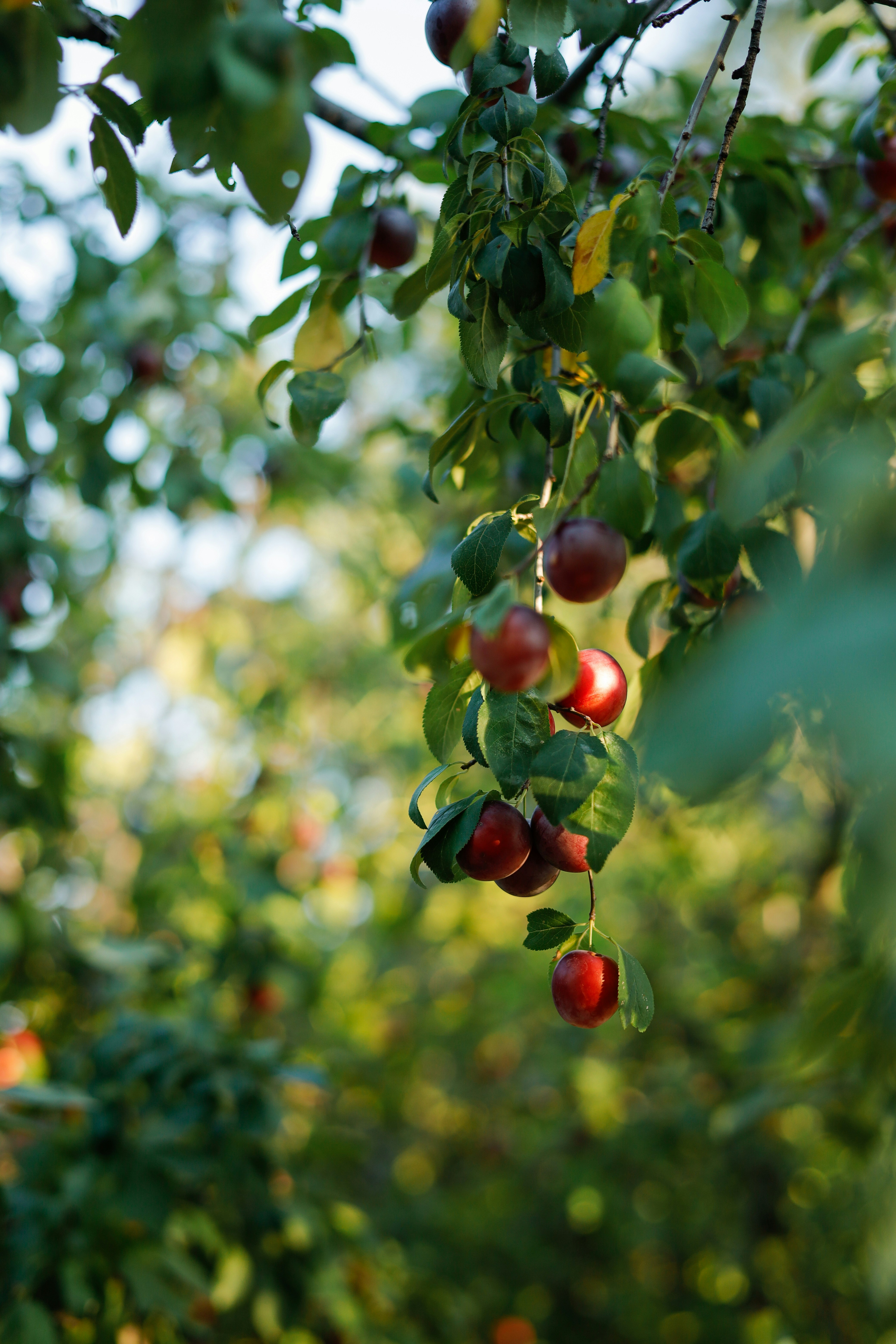 Photo by esrakorkmaz