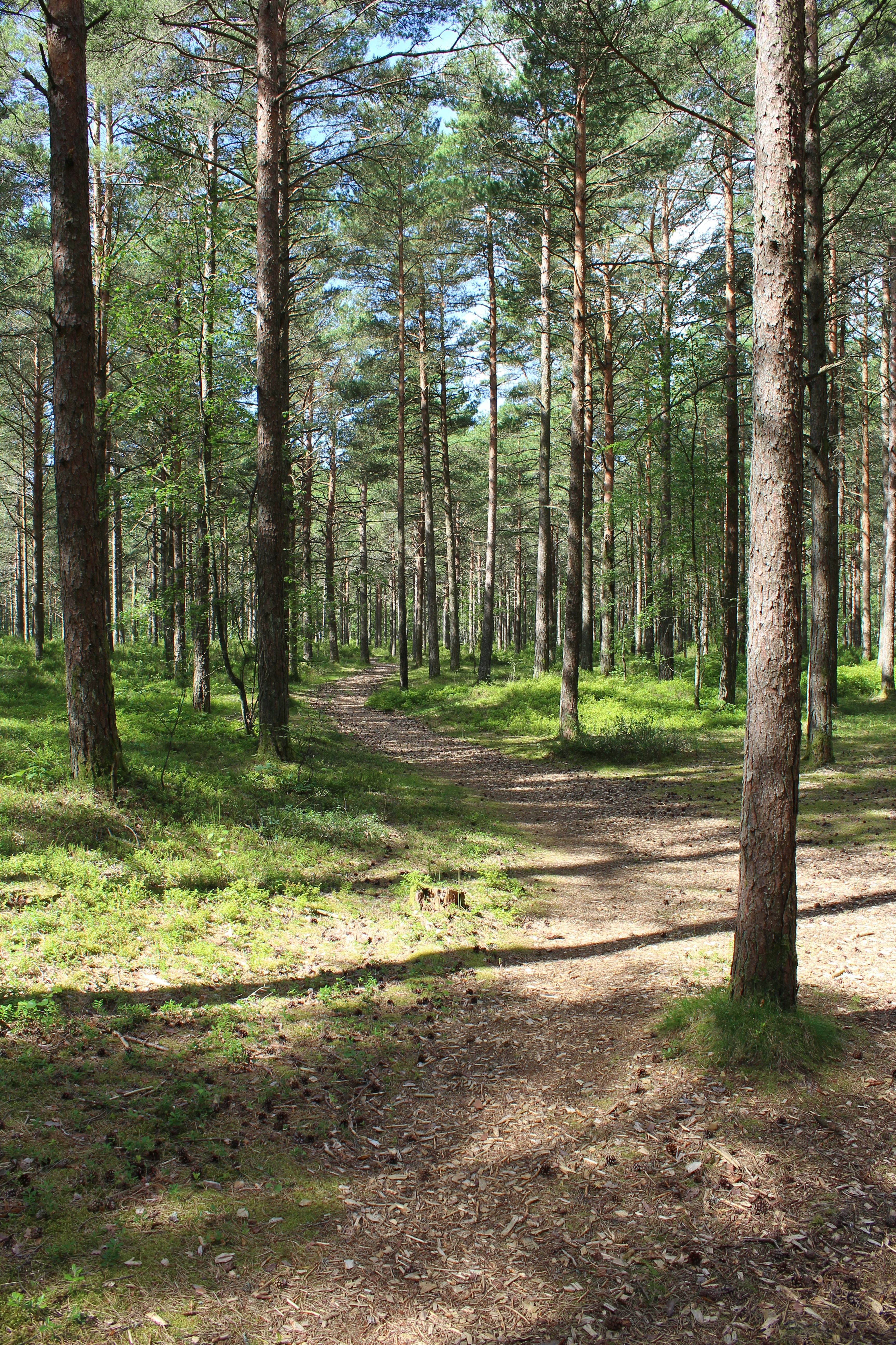 Nature camping forest, ilustrasi artikel Essential Multi-Tools for Every Camper's Survival Kit 4