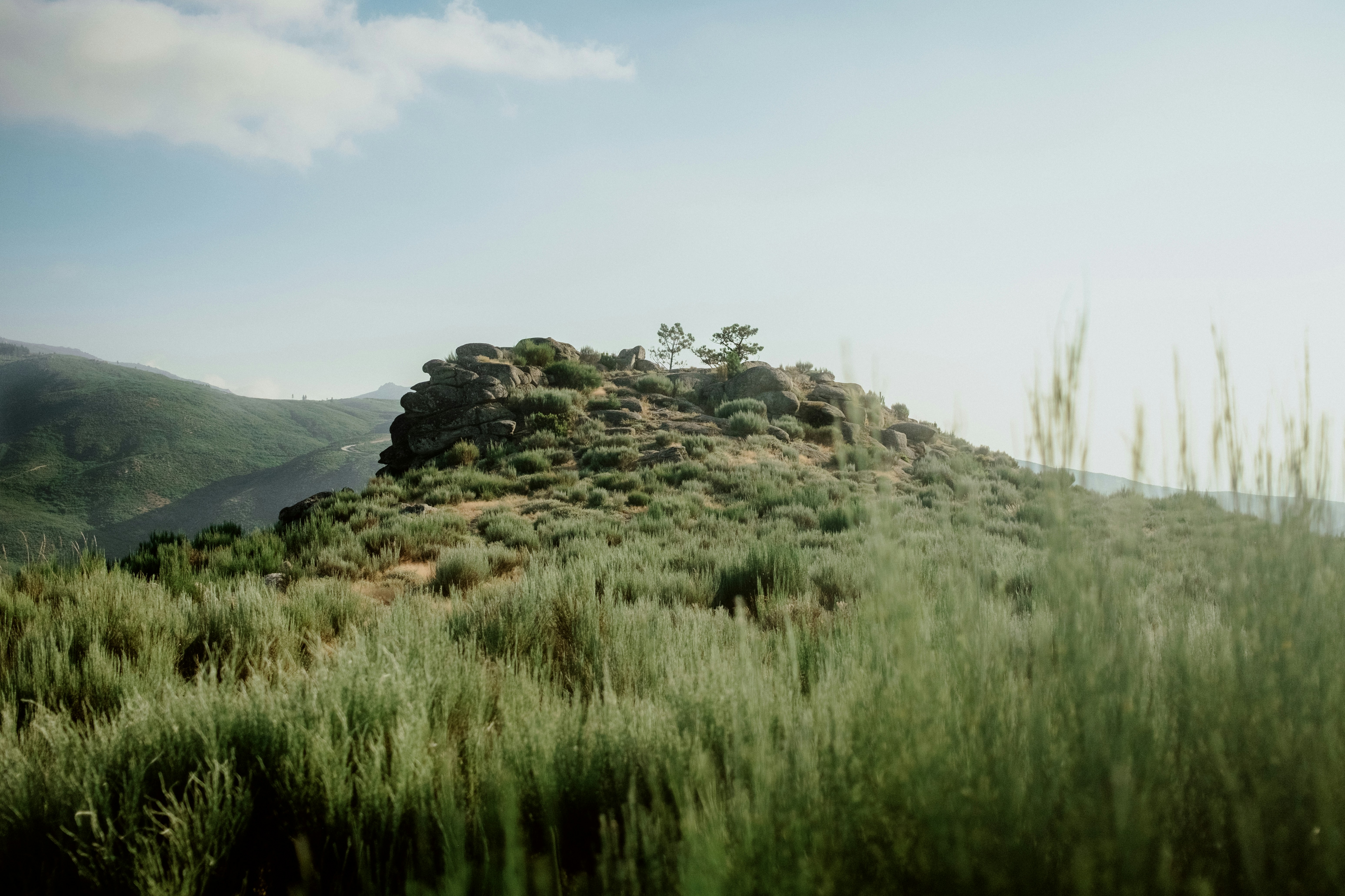 A grassy hill with trees on top of it