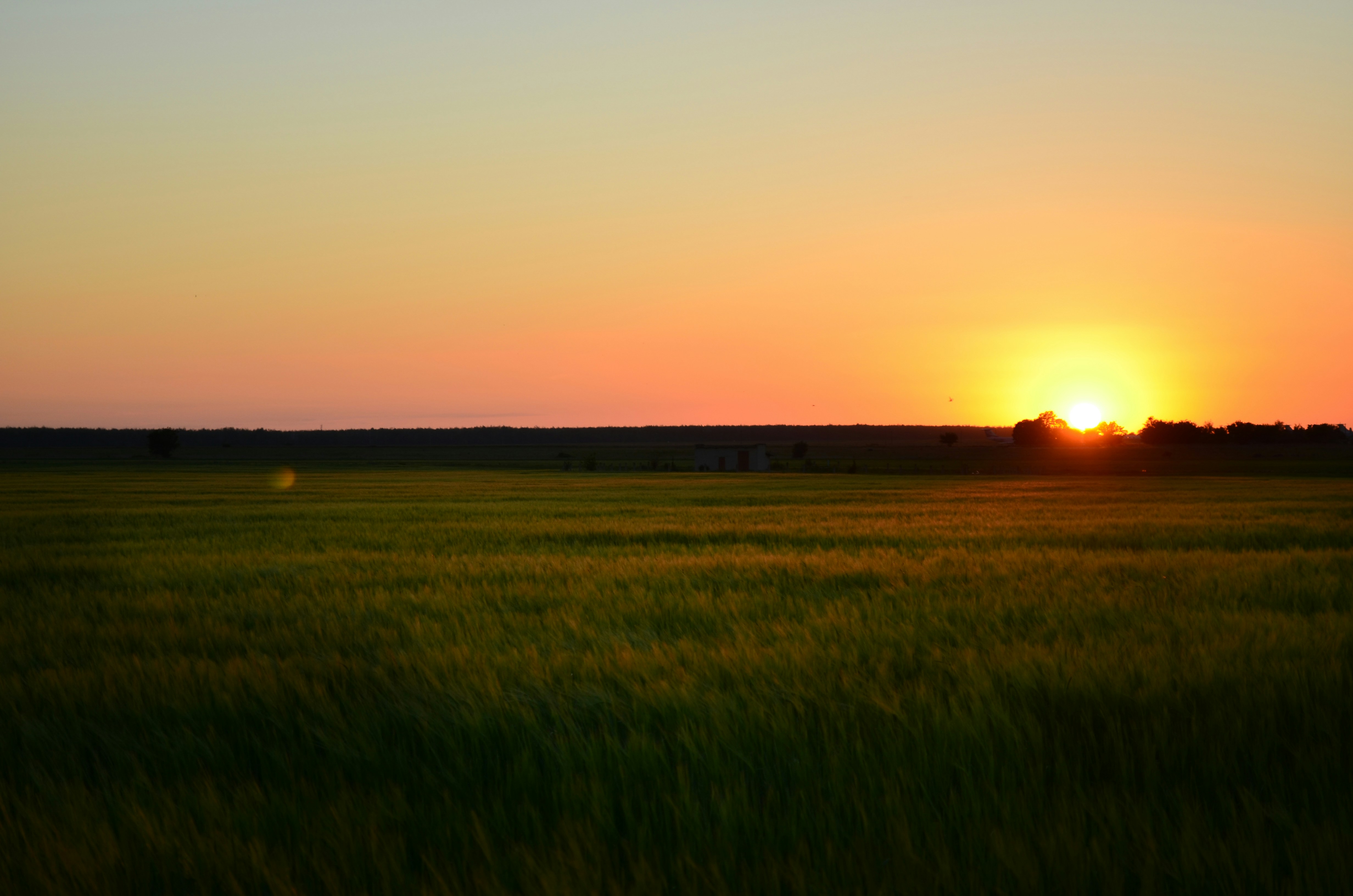 The sun is setting over a field of grass