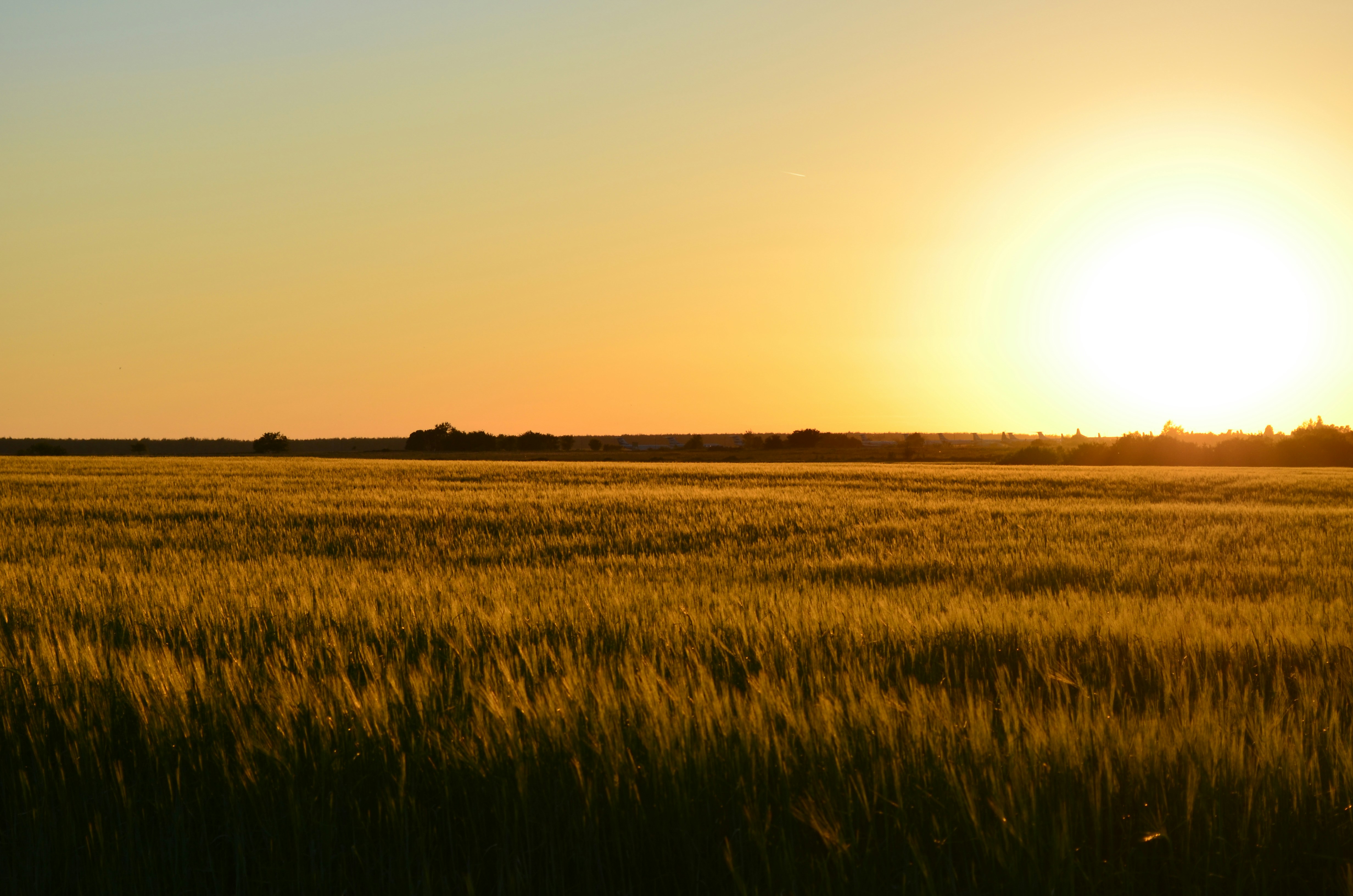 A field of grass with the sun setting in the background