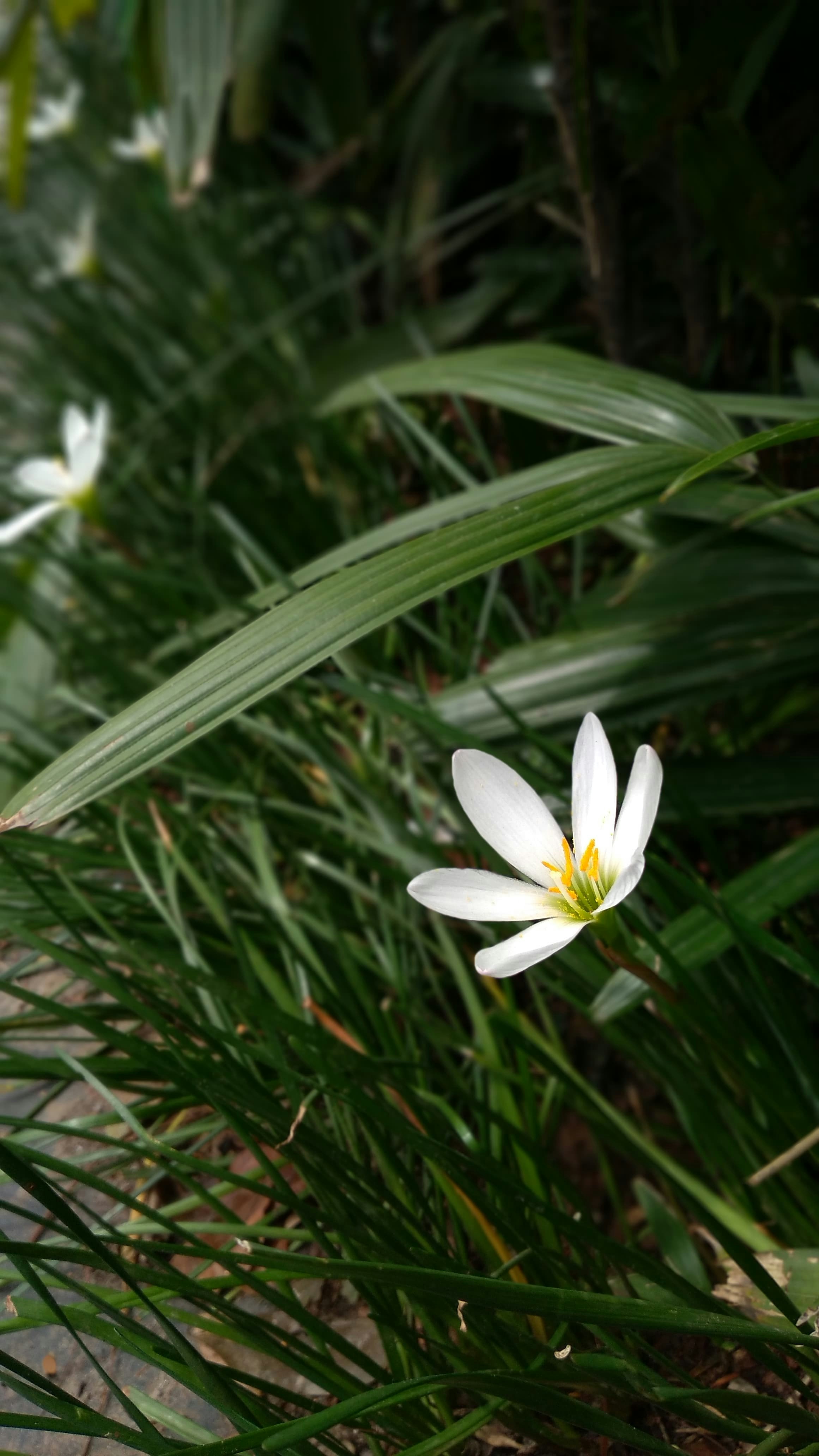 A white flower sitting in the middle of a lush green forest photo ...