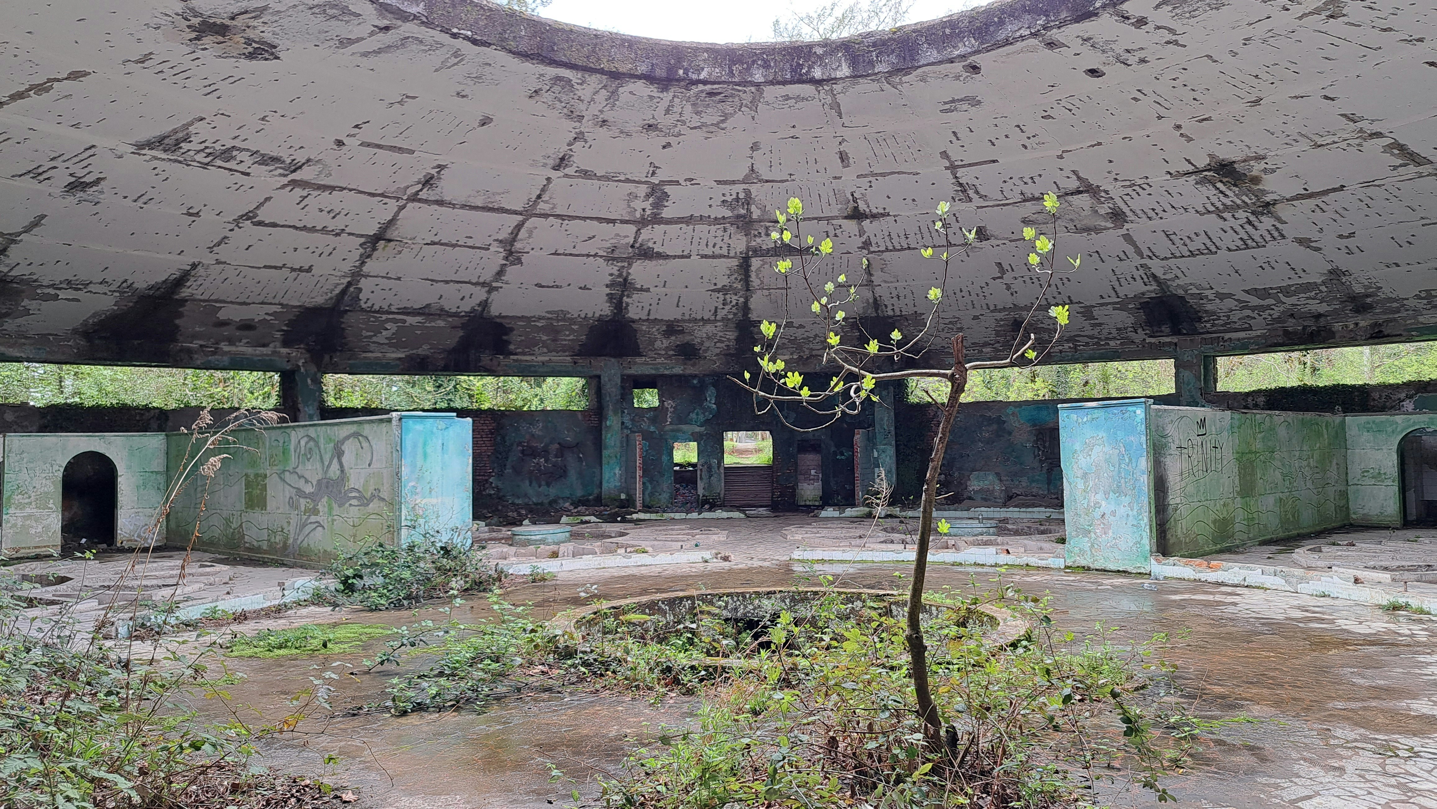An abandoned building with a tree in the middle of it