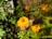 A close up of yellow flowers in a garden