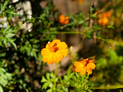 Plant Not Flowering India Reasons Fixes