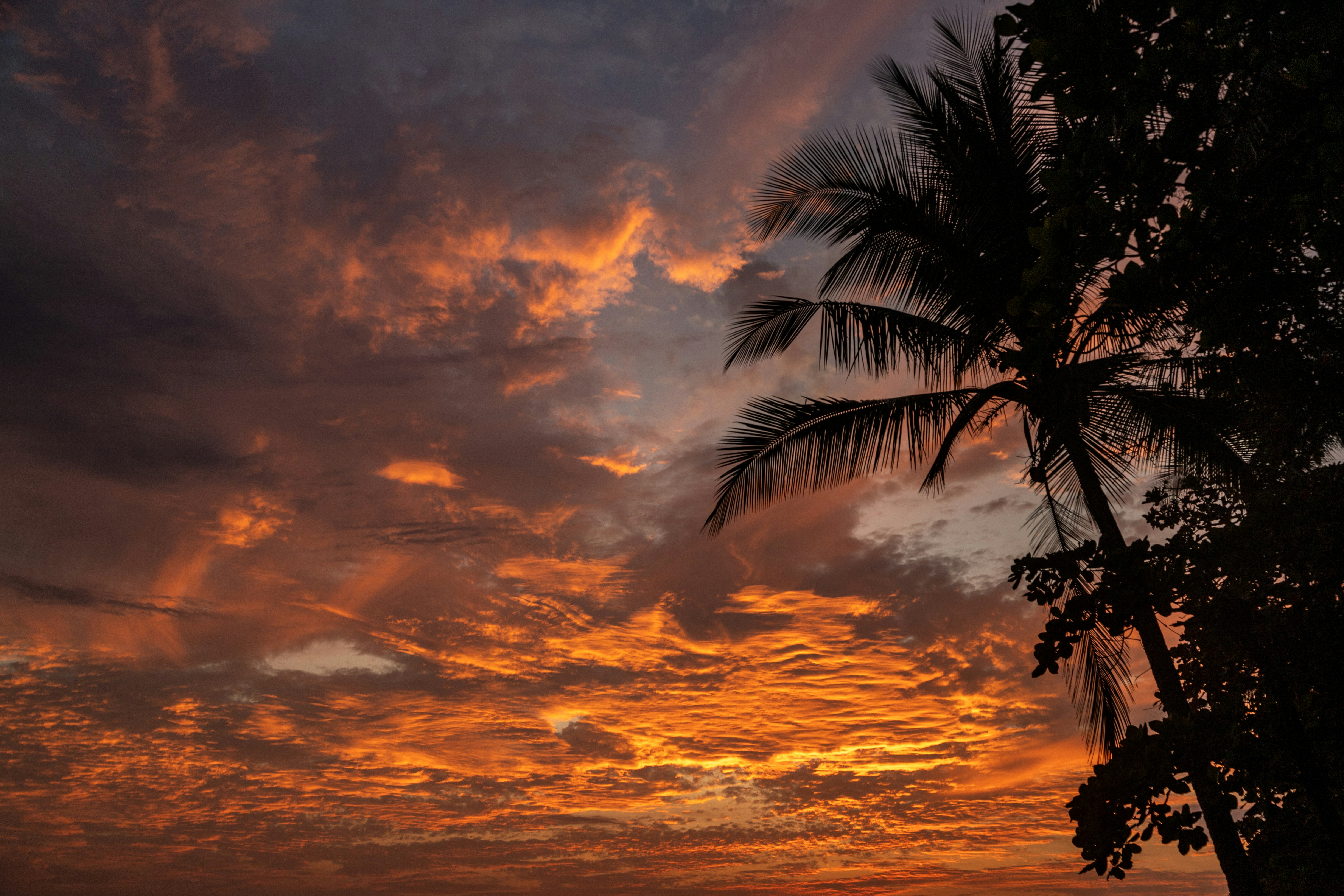 Tropischer Strand mit Palmen bei Sonnenuntergang