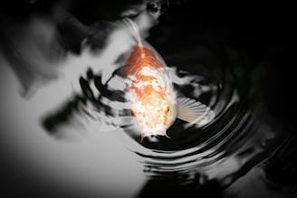 A goldfish swimming in a pond of water