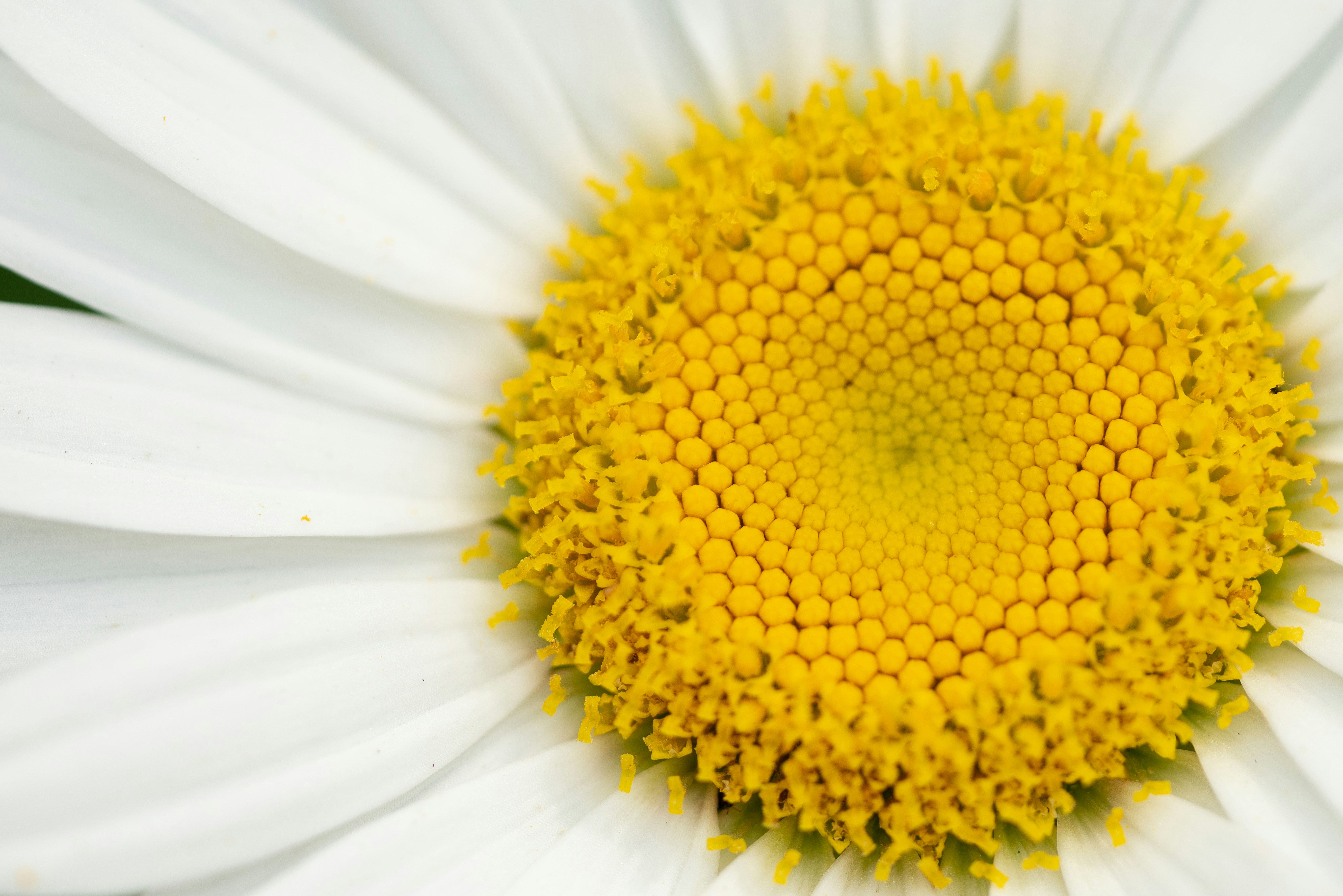 Photo by norajanelong