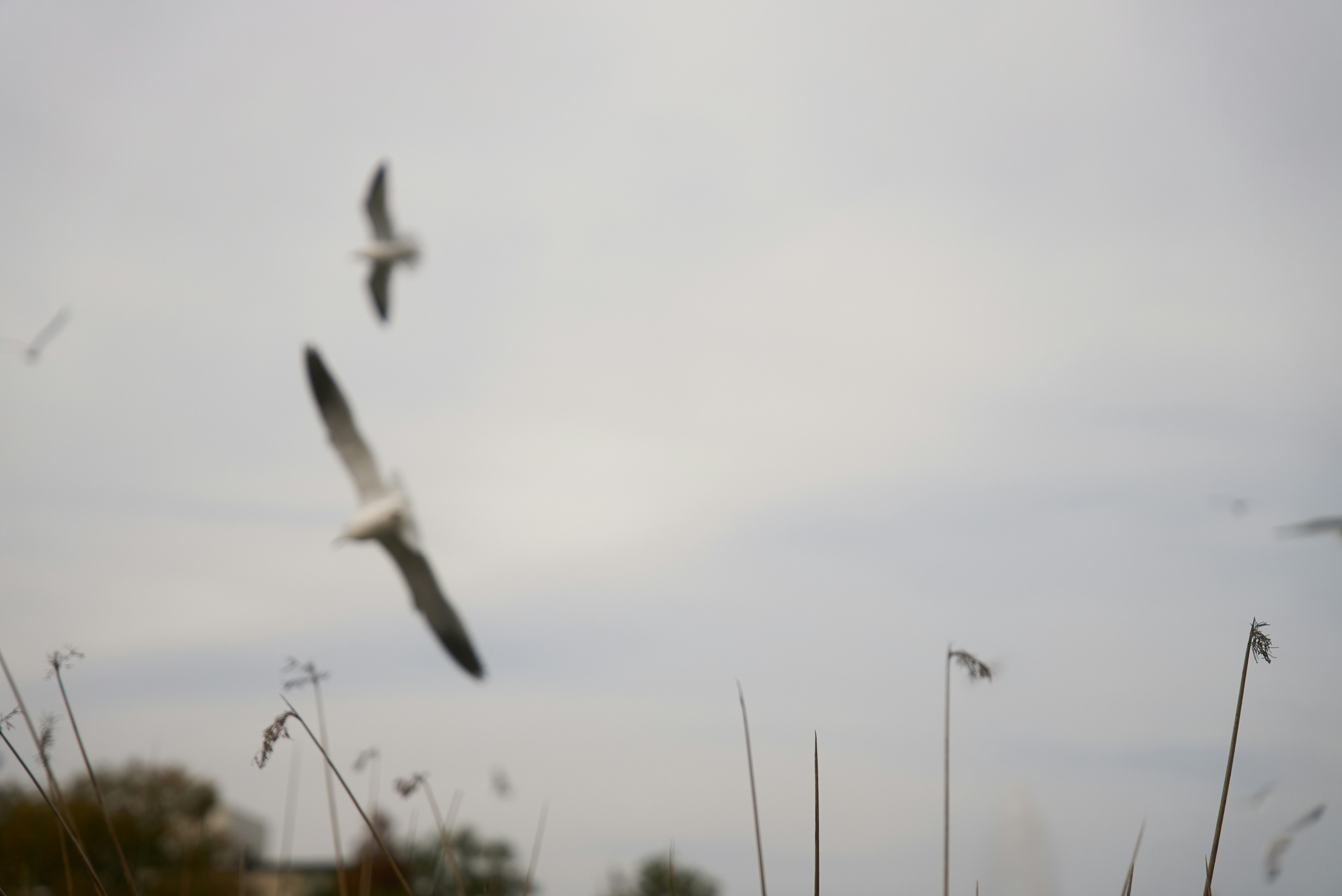 Photo by norajanelong