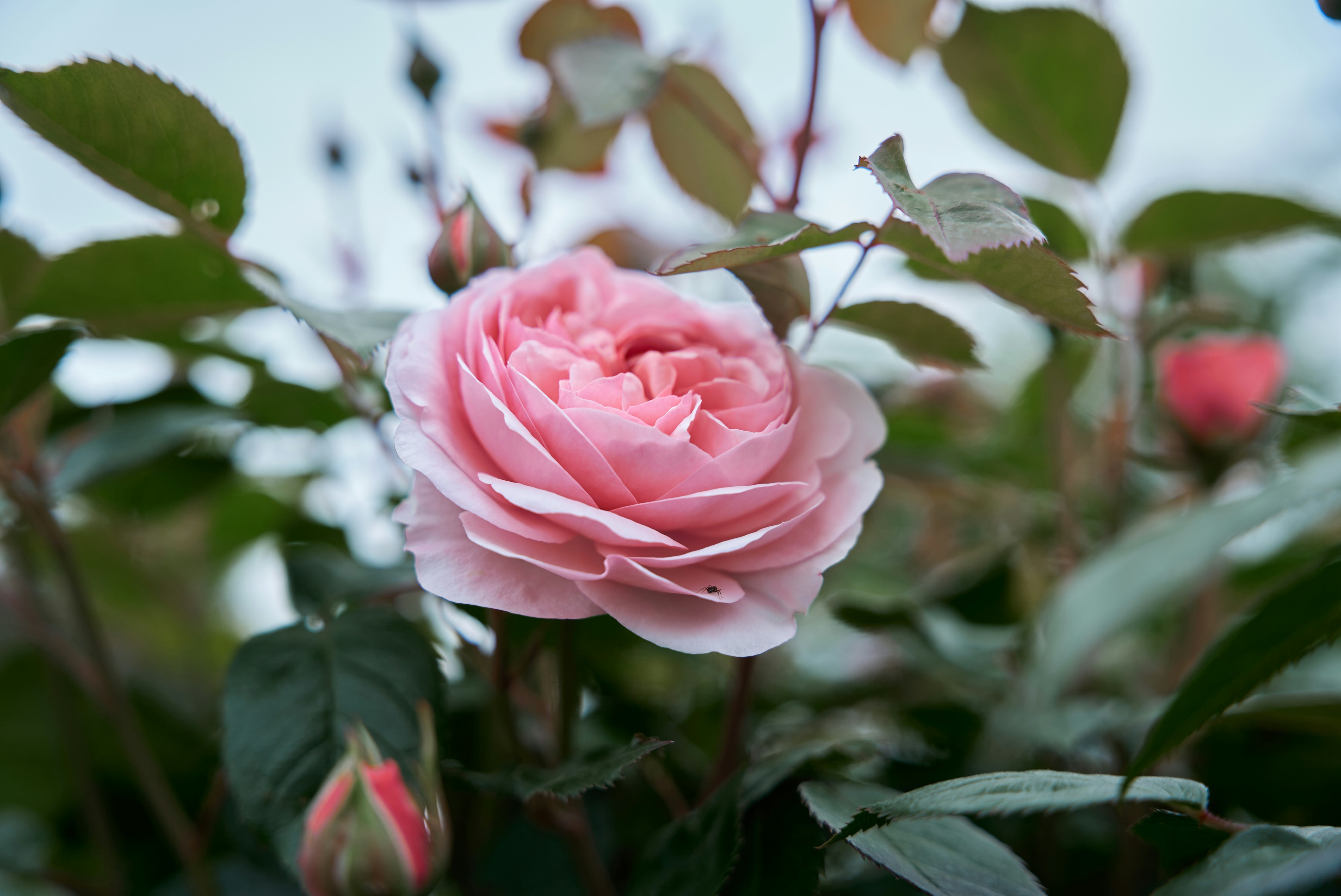 Photo by norajanelong