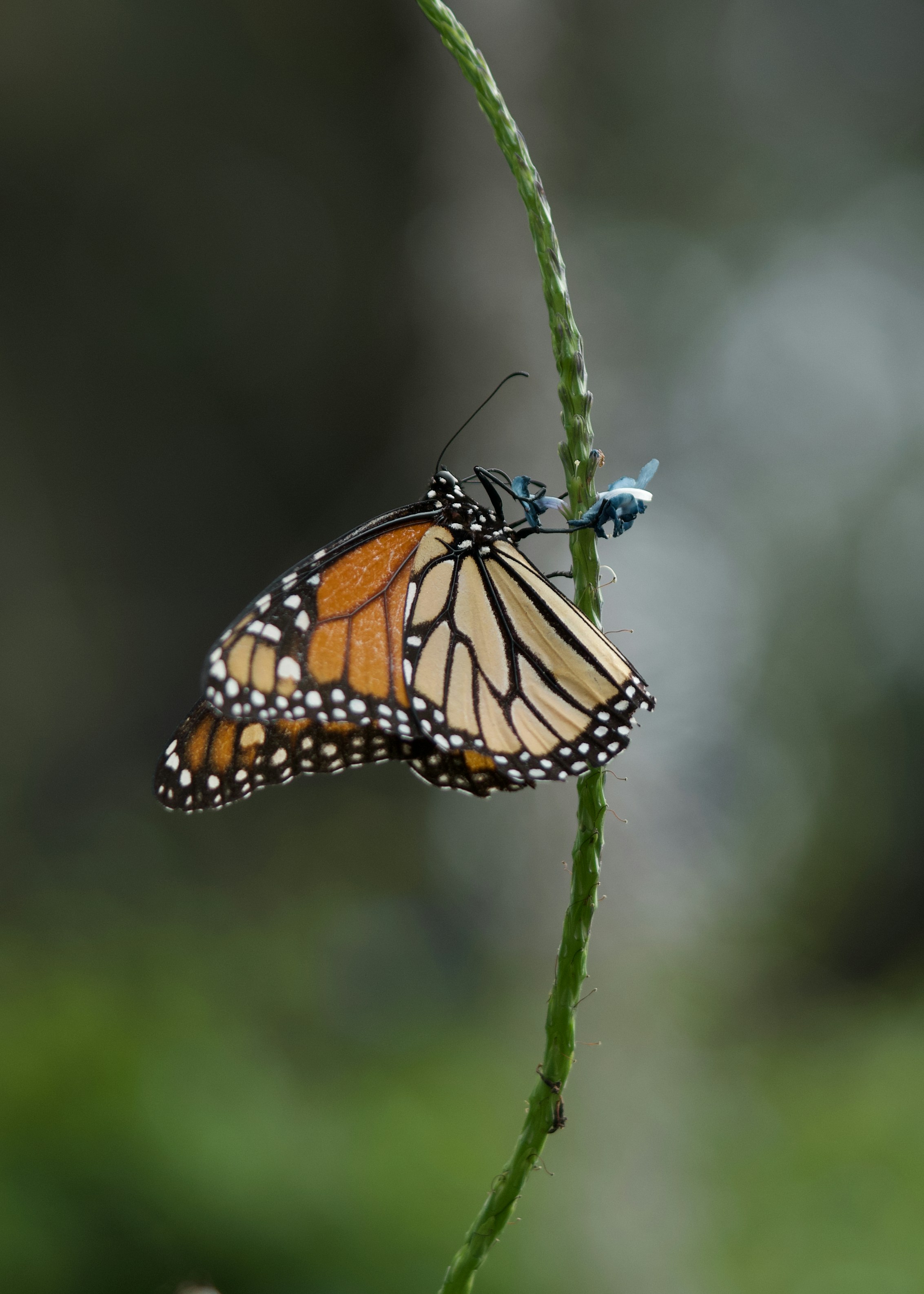 A couple of butterflies sitting on top of a green plant