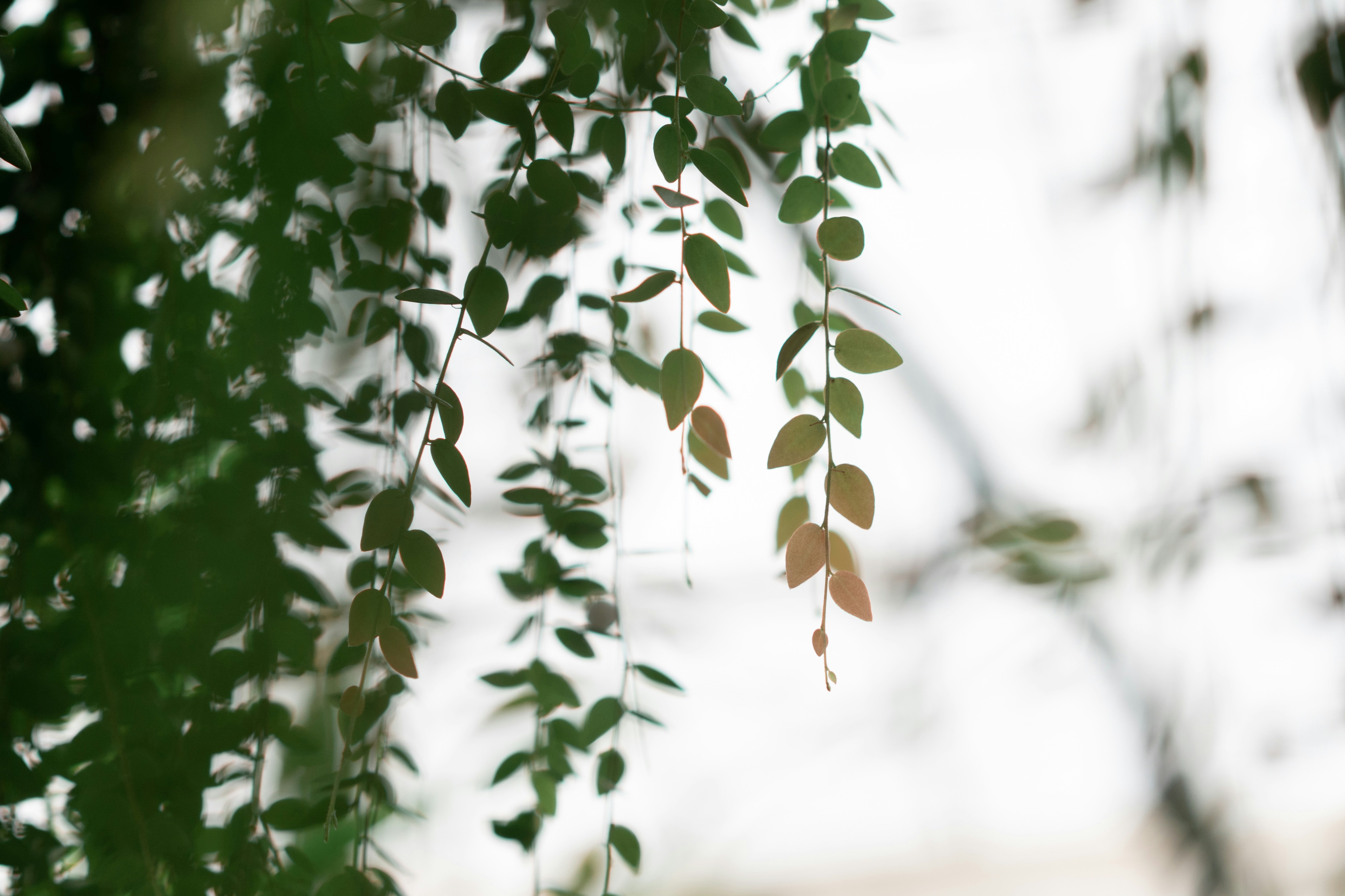 Photo by norajanelong