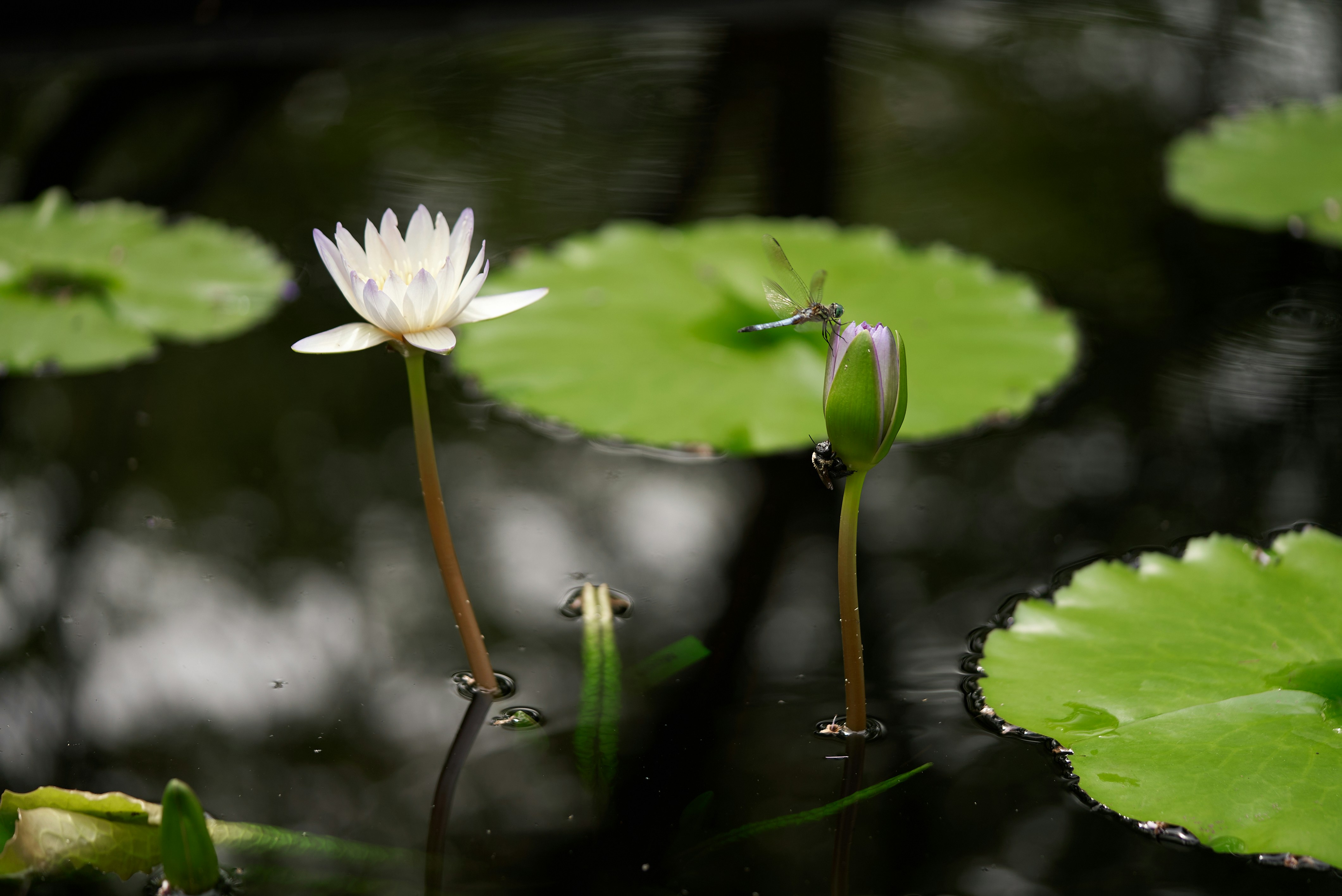 Photo by norajanelong