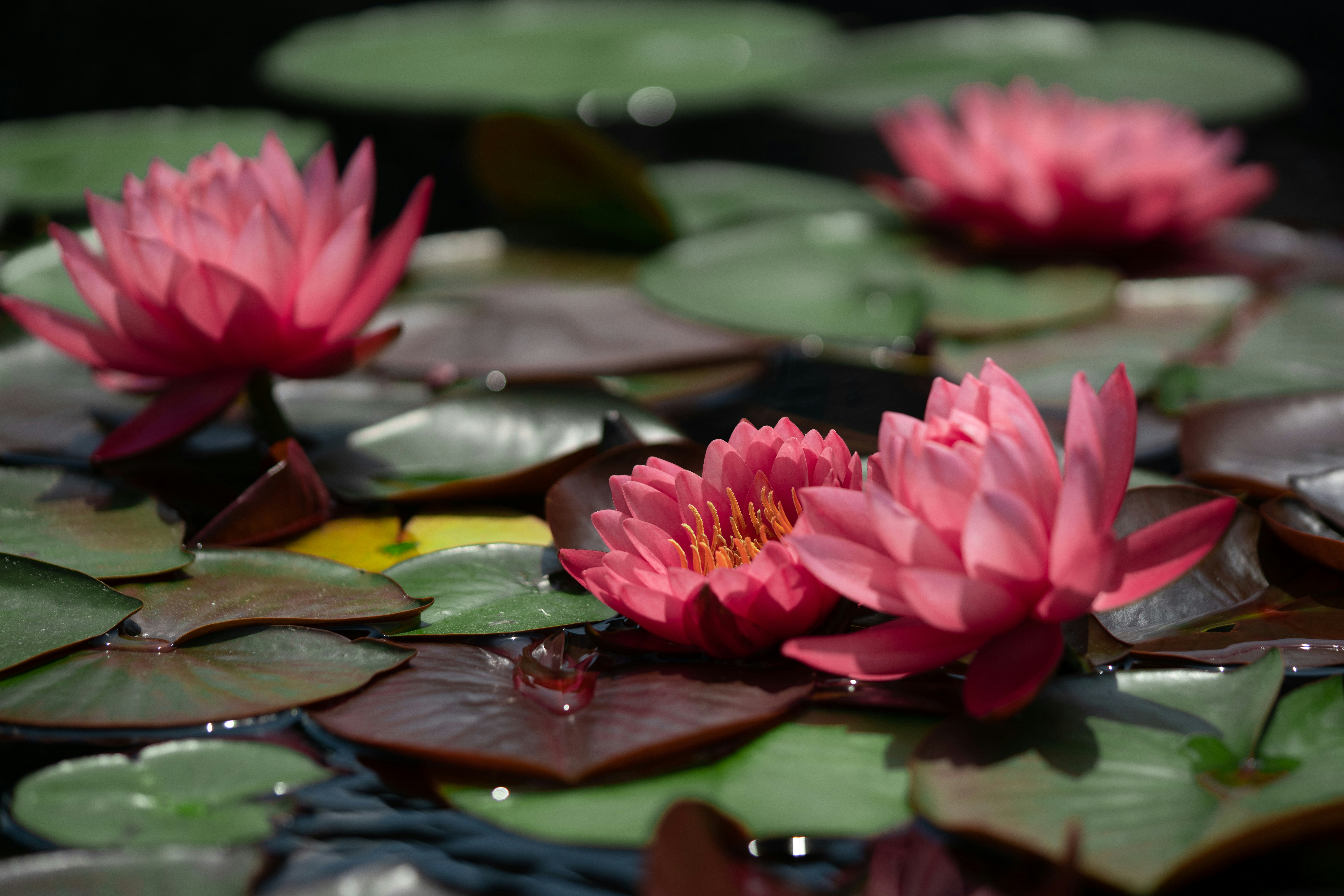 Photo by norajanelong