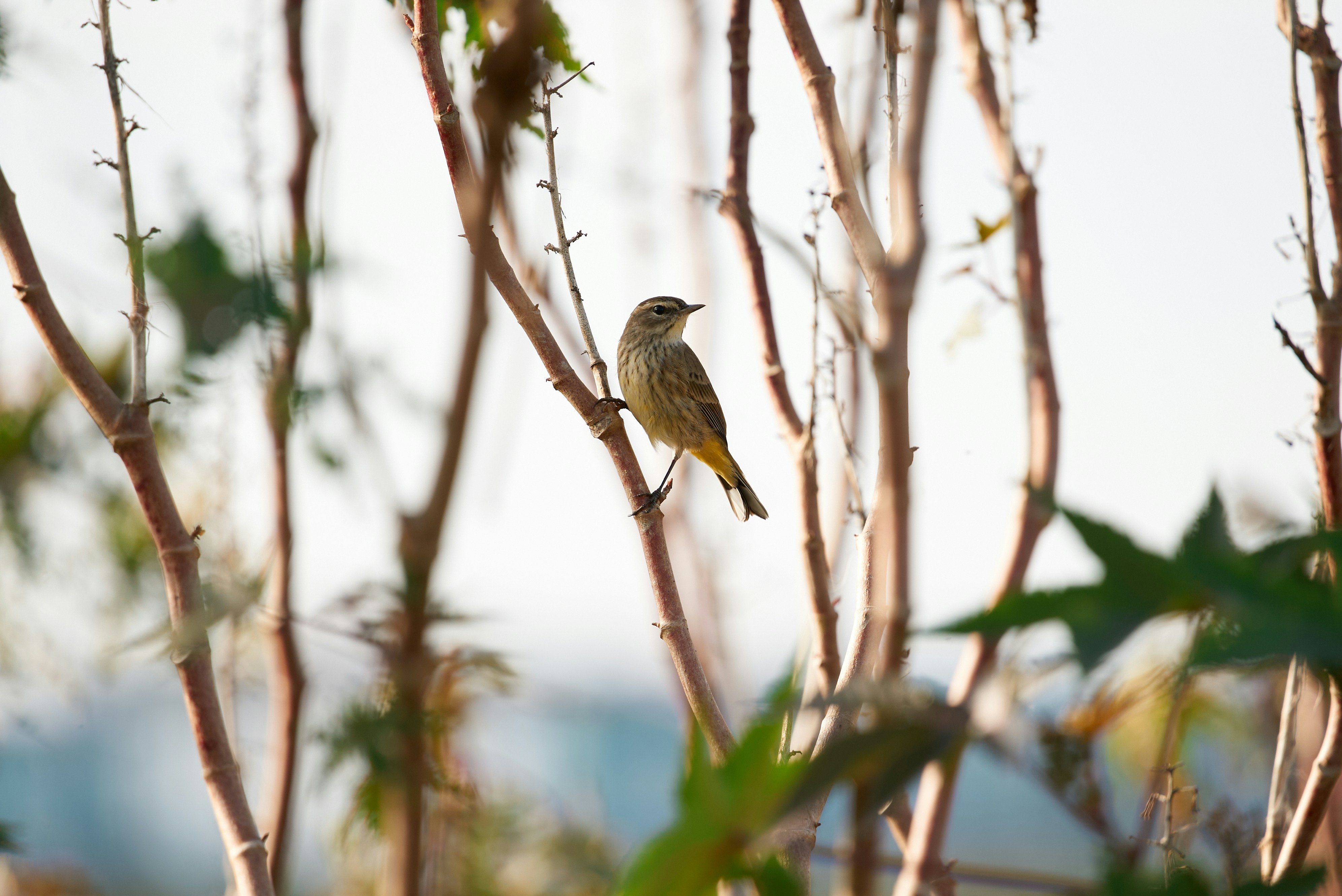 Photo by norajanelong