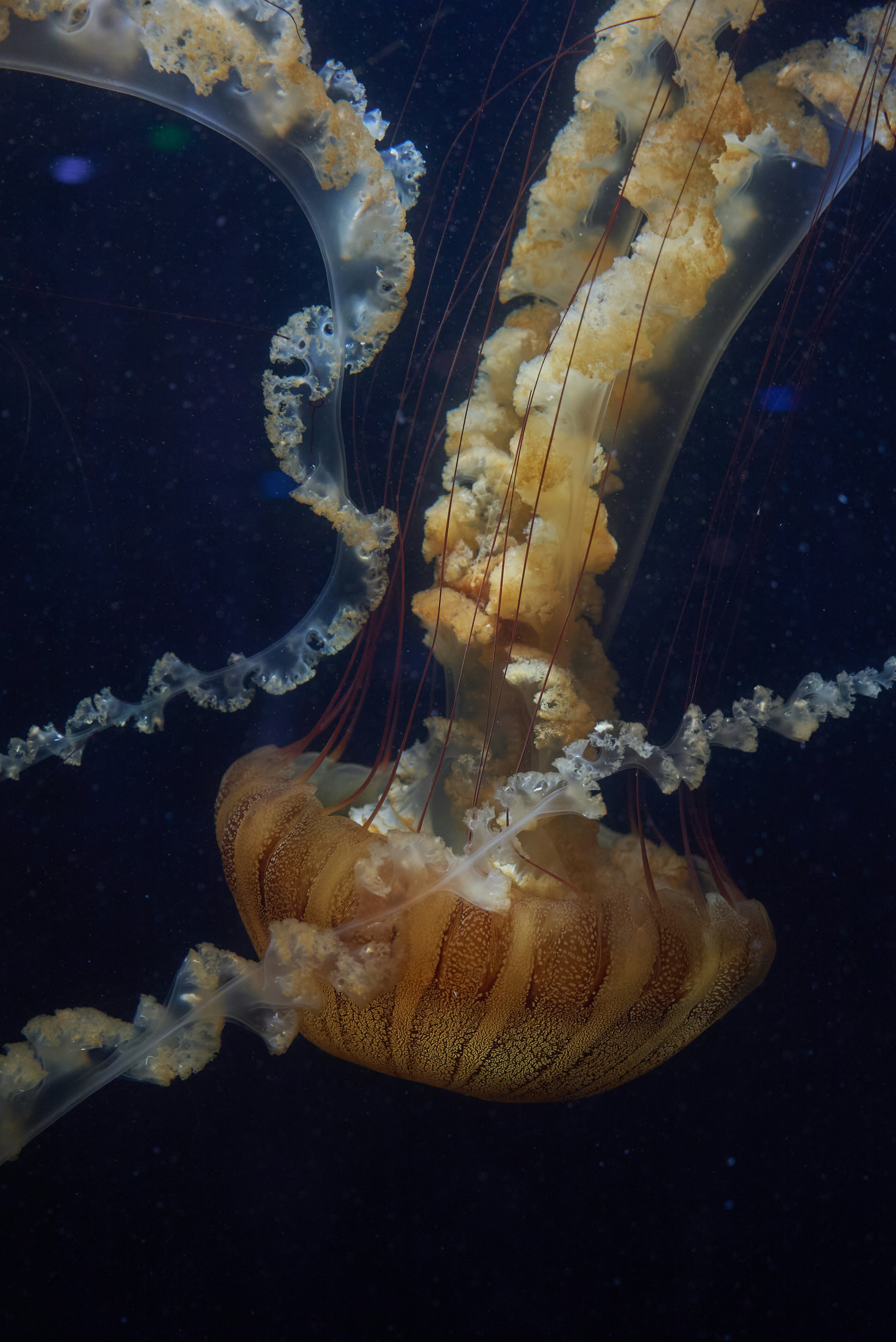 Photo by norajanelong