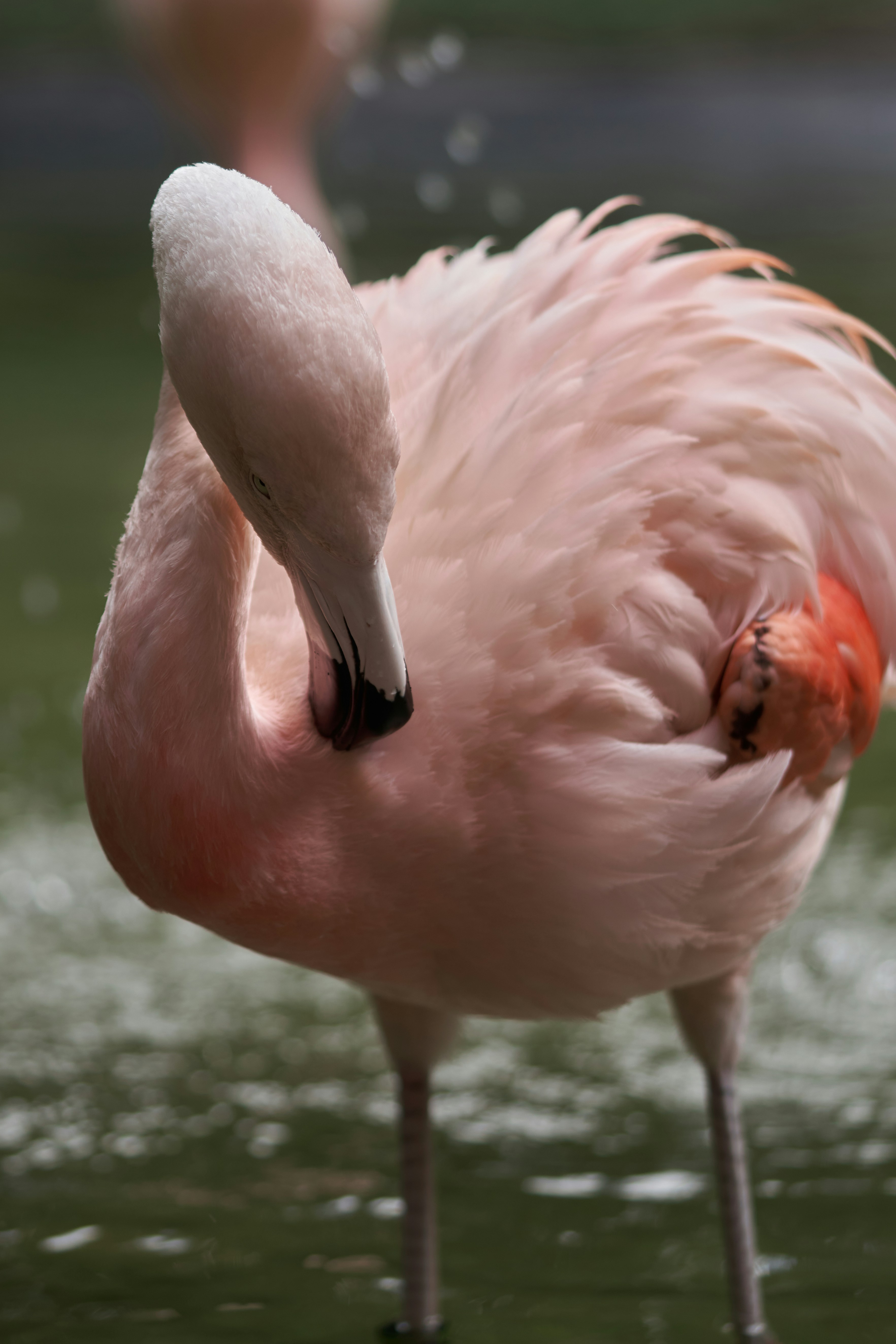 Photo by norajanelong