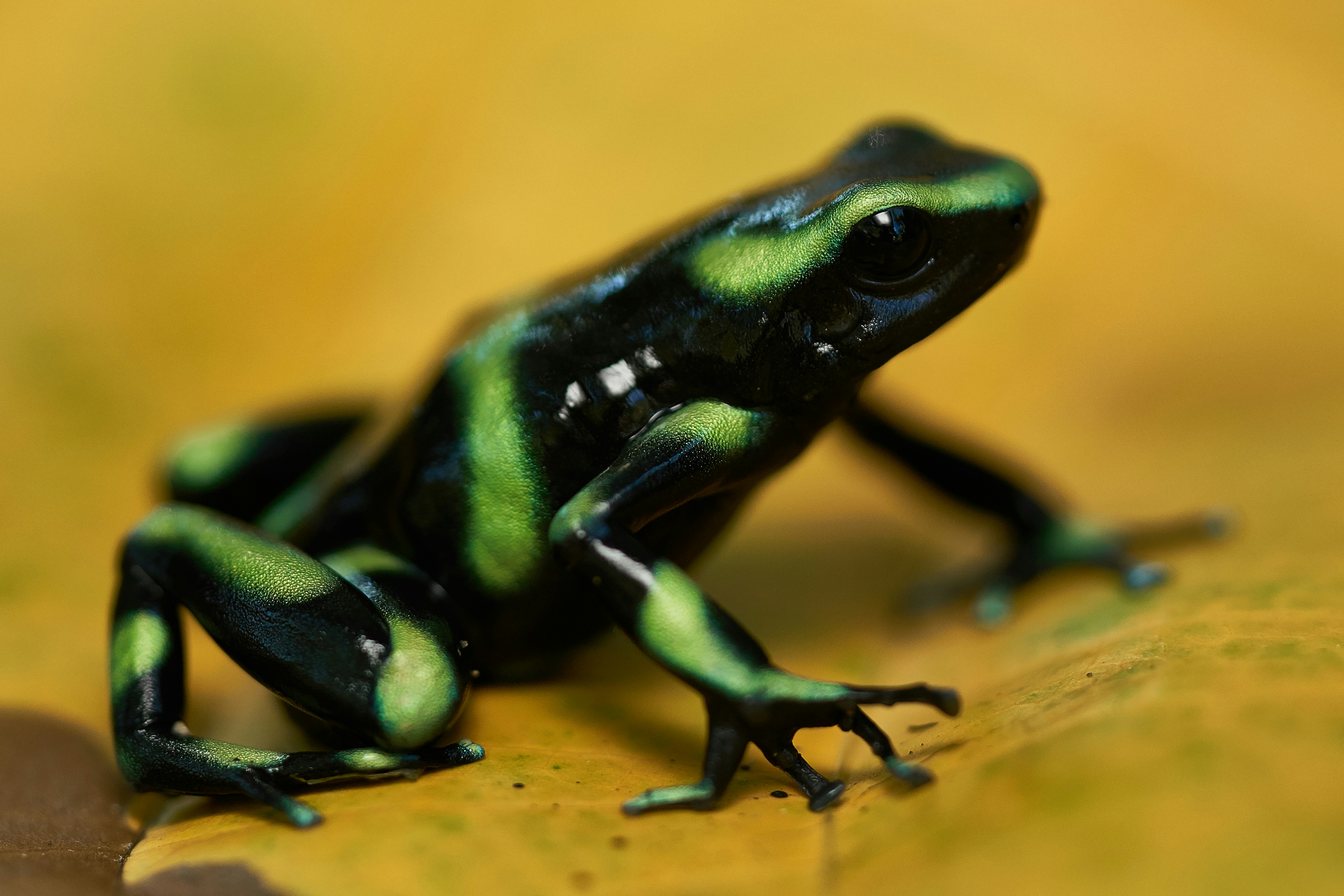 Photo by norajanelong