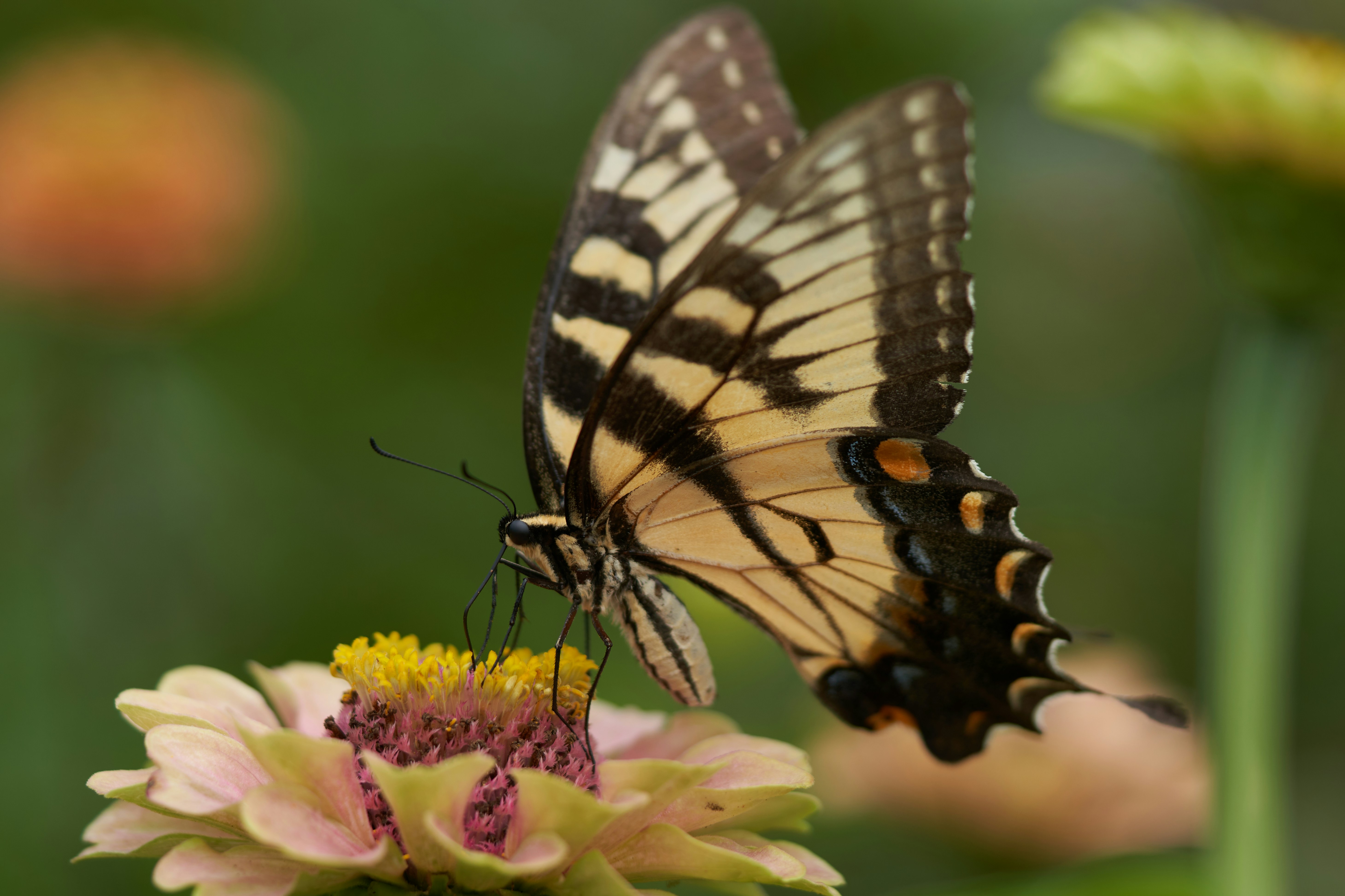 Photo by norajanelong