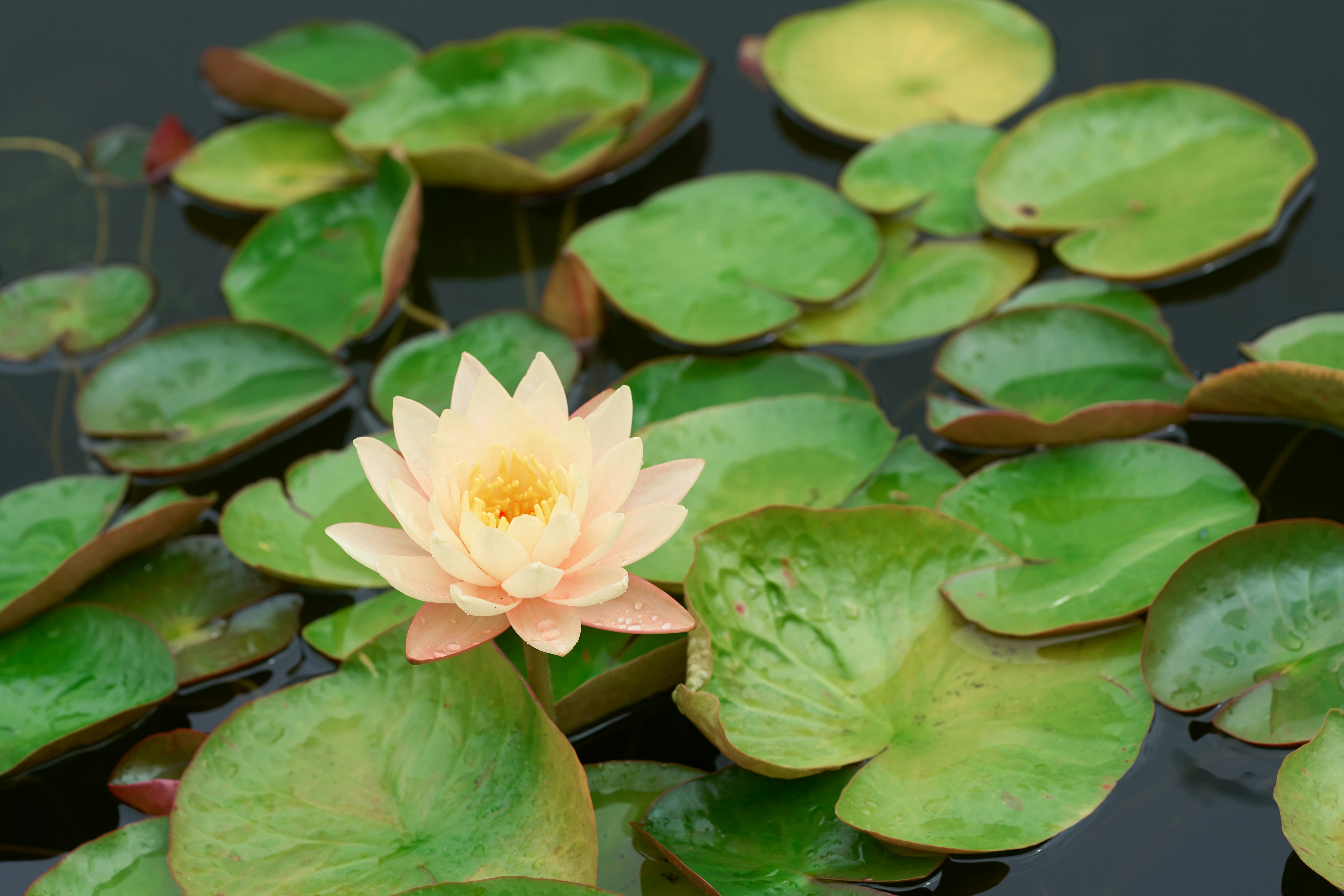 Photo by norajanelong