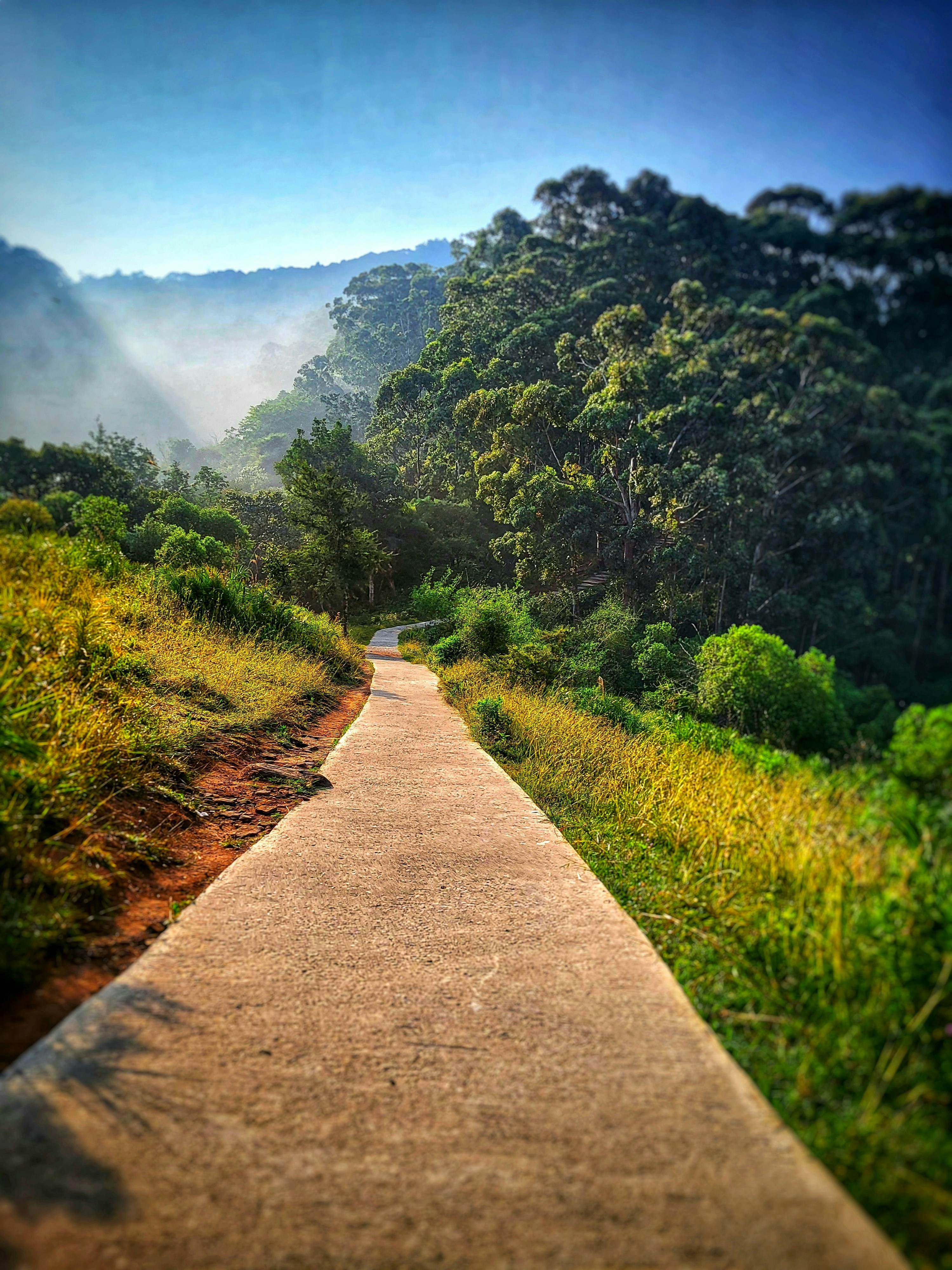 Jalan setapak di tengah hutan hijau rimbun