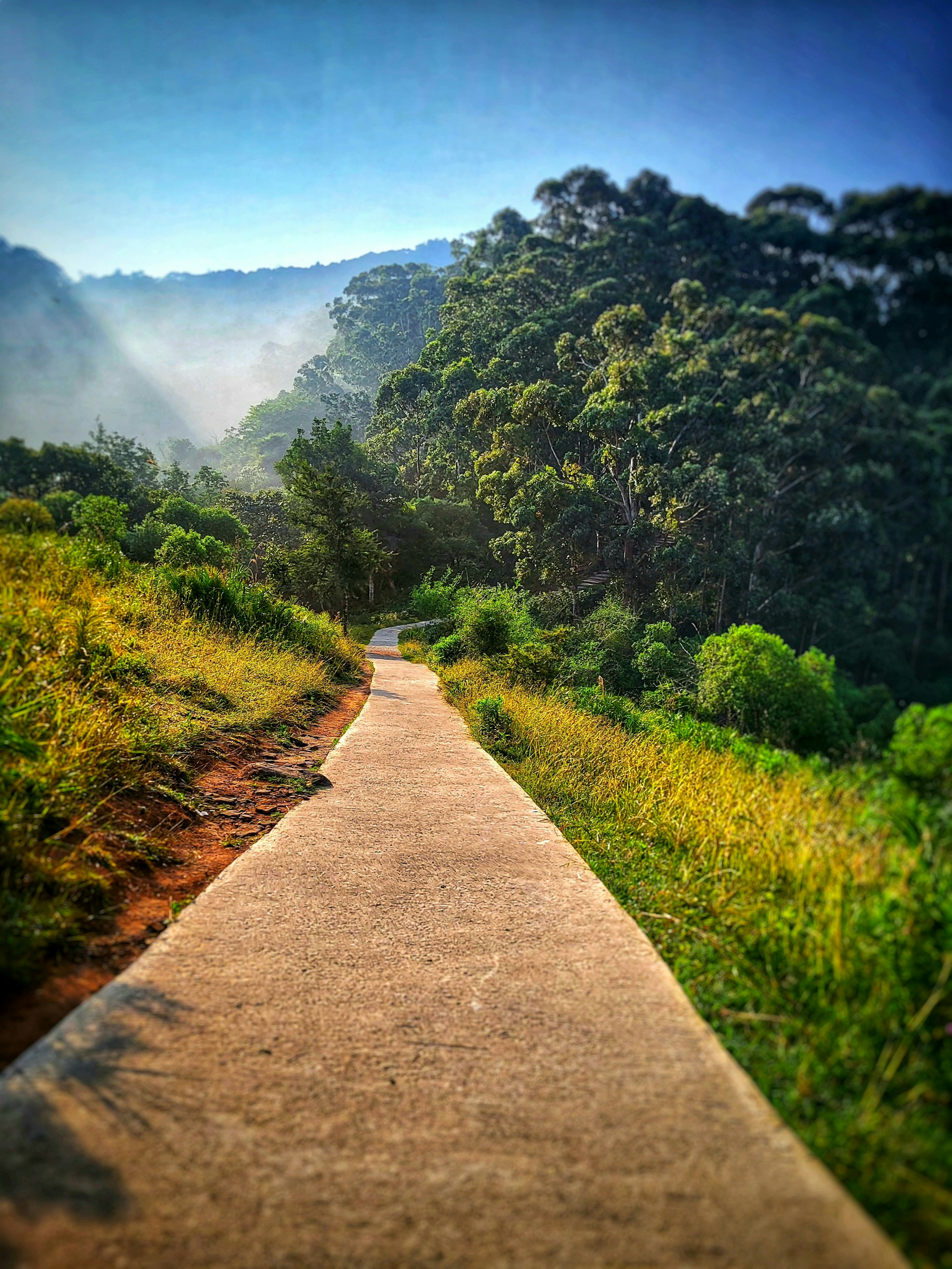 A path in the middle of a lush green forest