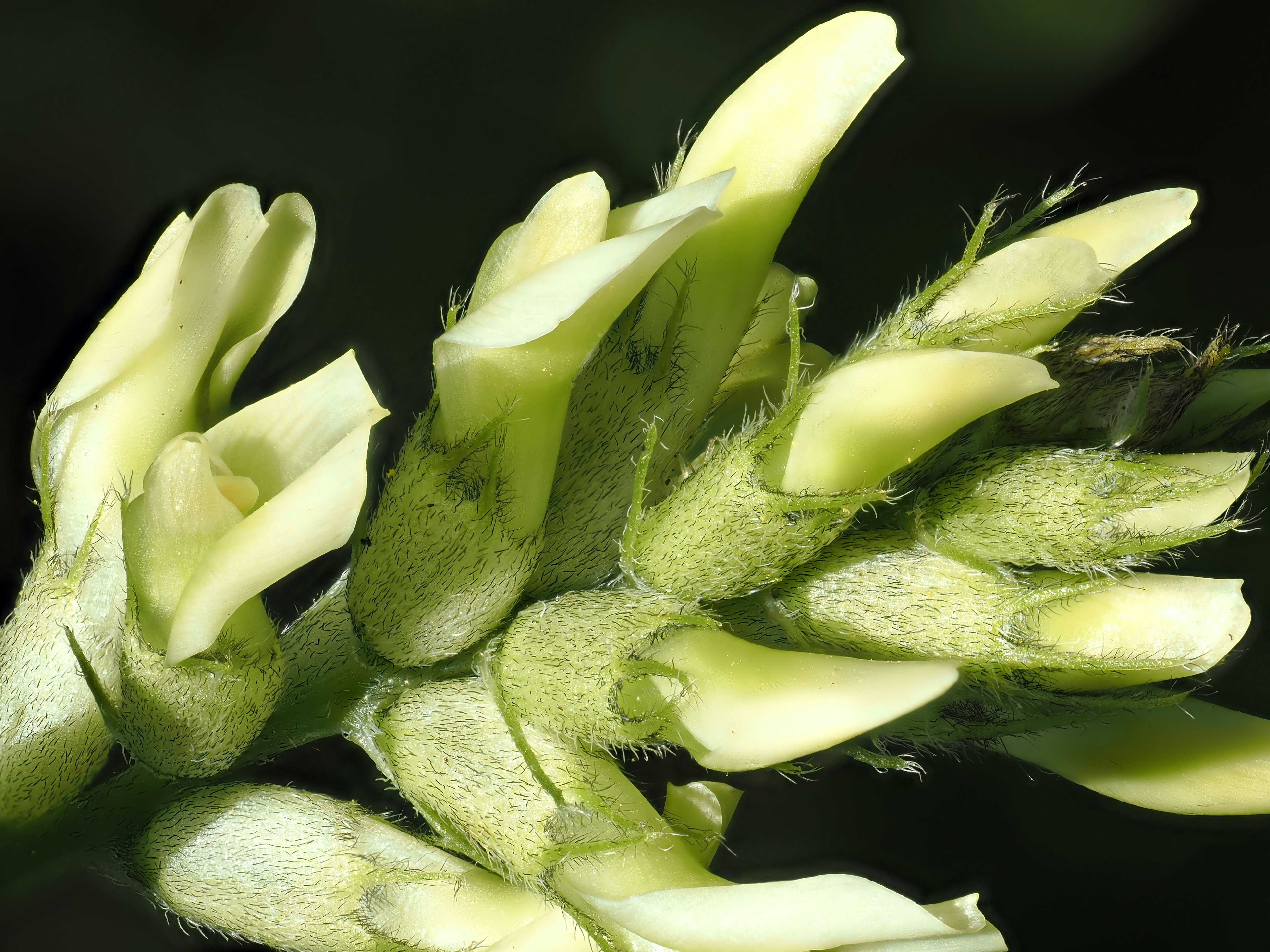 Astragalus Isn't Just Another Immune Herb—Here's What Actually Works