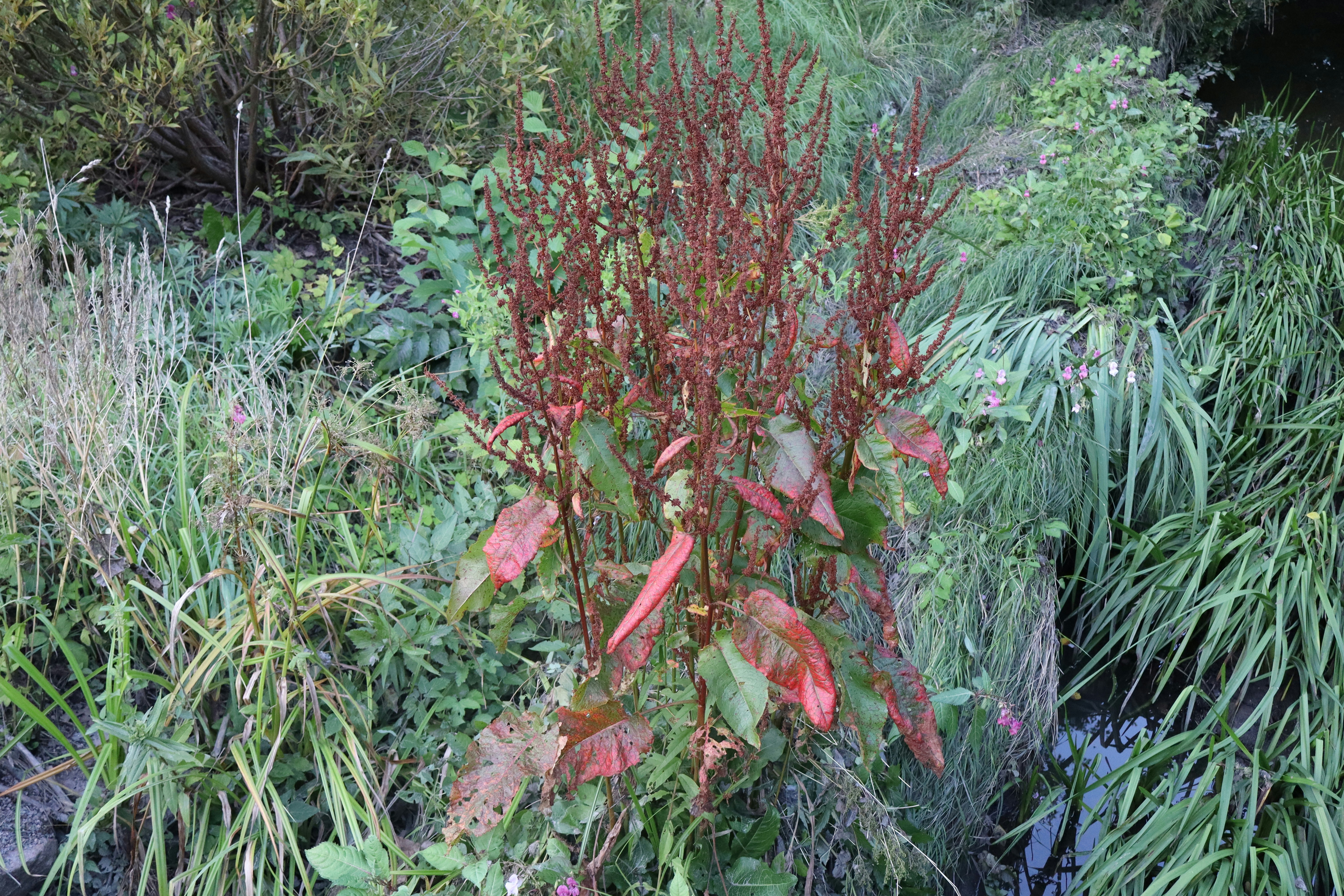 Table Mountain's Botanical Treasures Under Threat (image credits: unsplash)