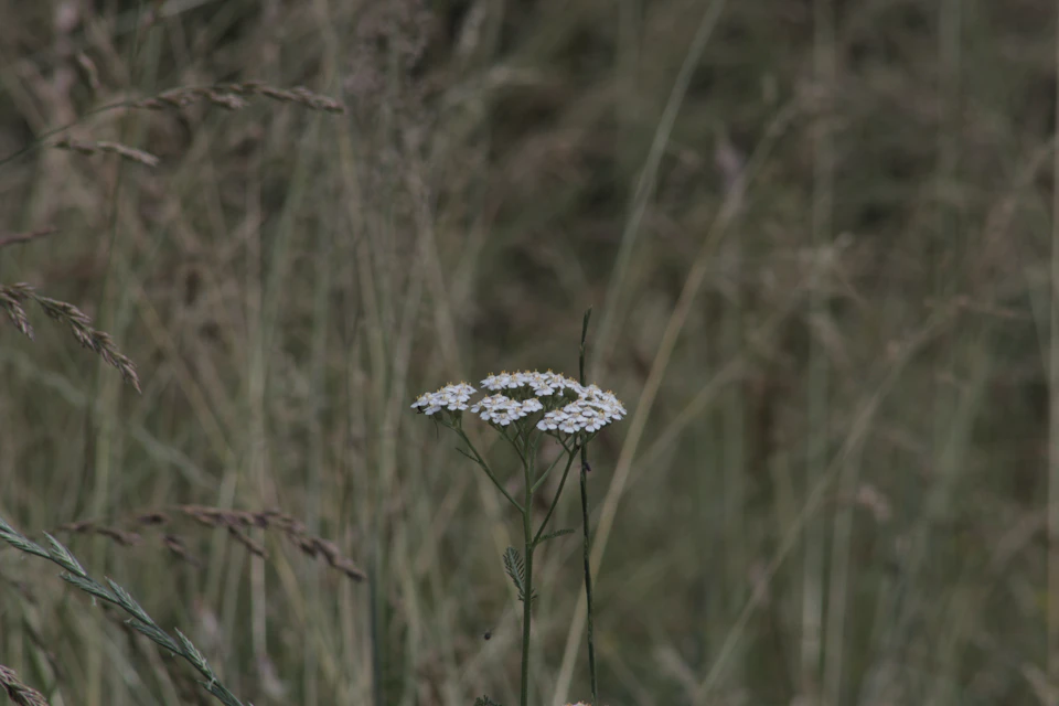 The image depicts a serene scene in nature, with a single white flower standing out against the backdrop of tall grasses and weeds. The flower is positioned on the right side of the frame, drawing attention to its delicate beauty. The background is filled with long blades of grass that extend into the distance, creating an impression of depth and vastness. The image does not contain any discernible text or countable objects, making it a simple yet captivating snapshot of the natural world.
