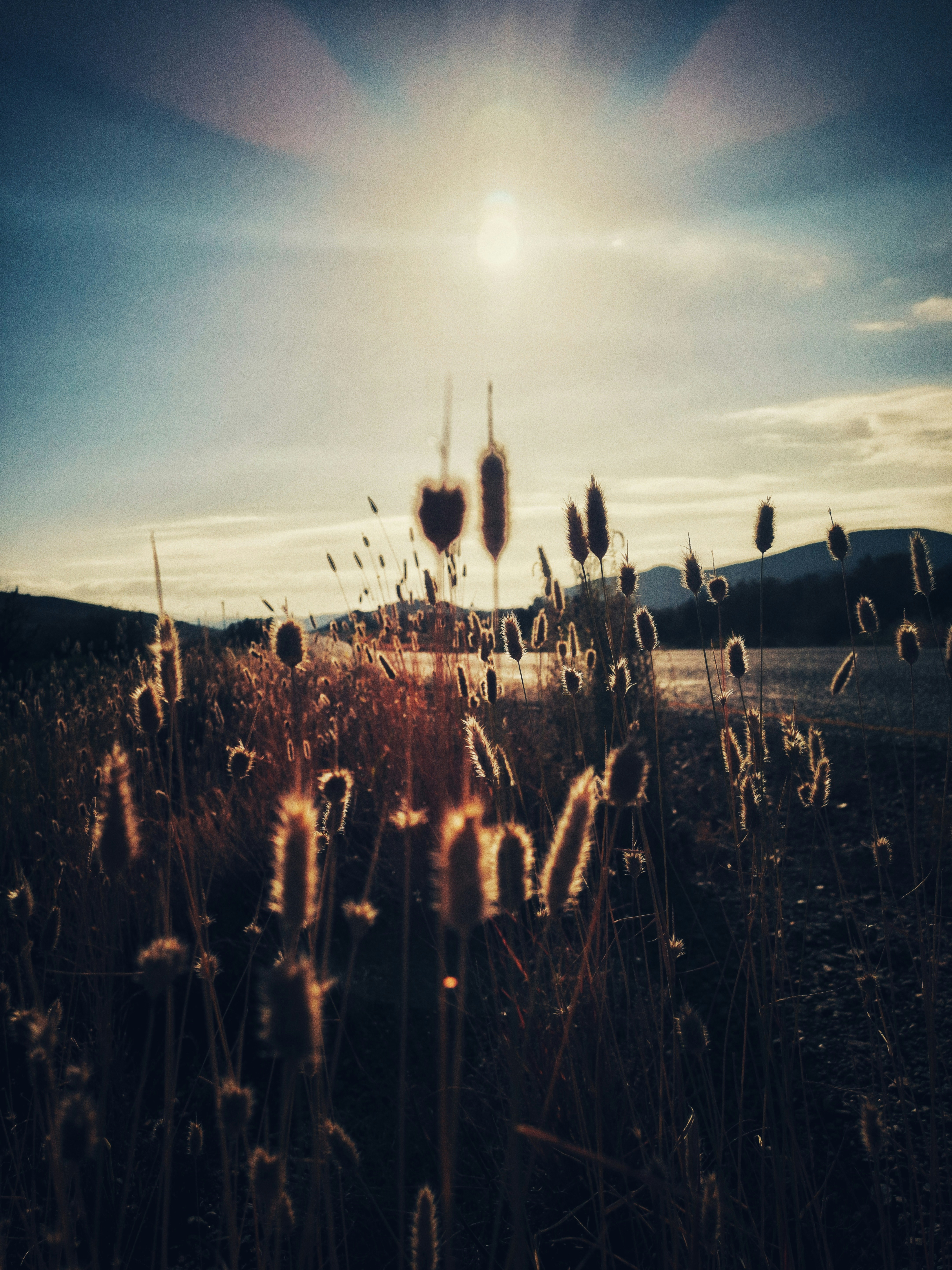 A field of tall grass with the sun in the background photo – Free ...