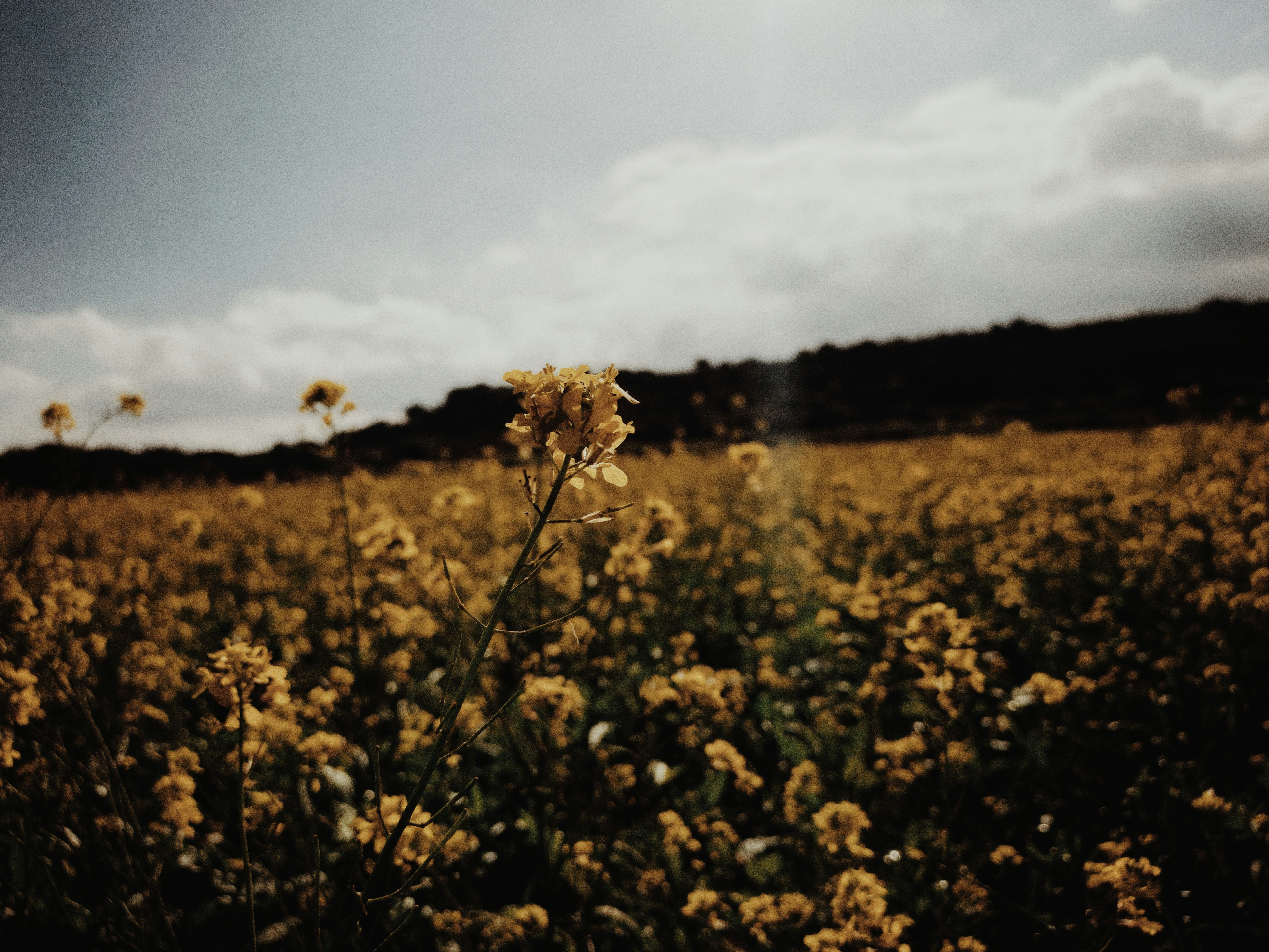 Field Full of Yellow Flowers Under a Cloudy Sky