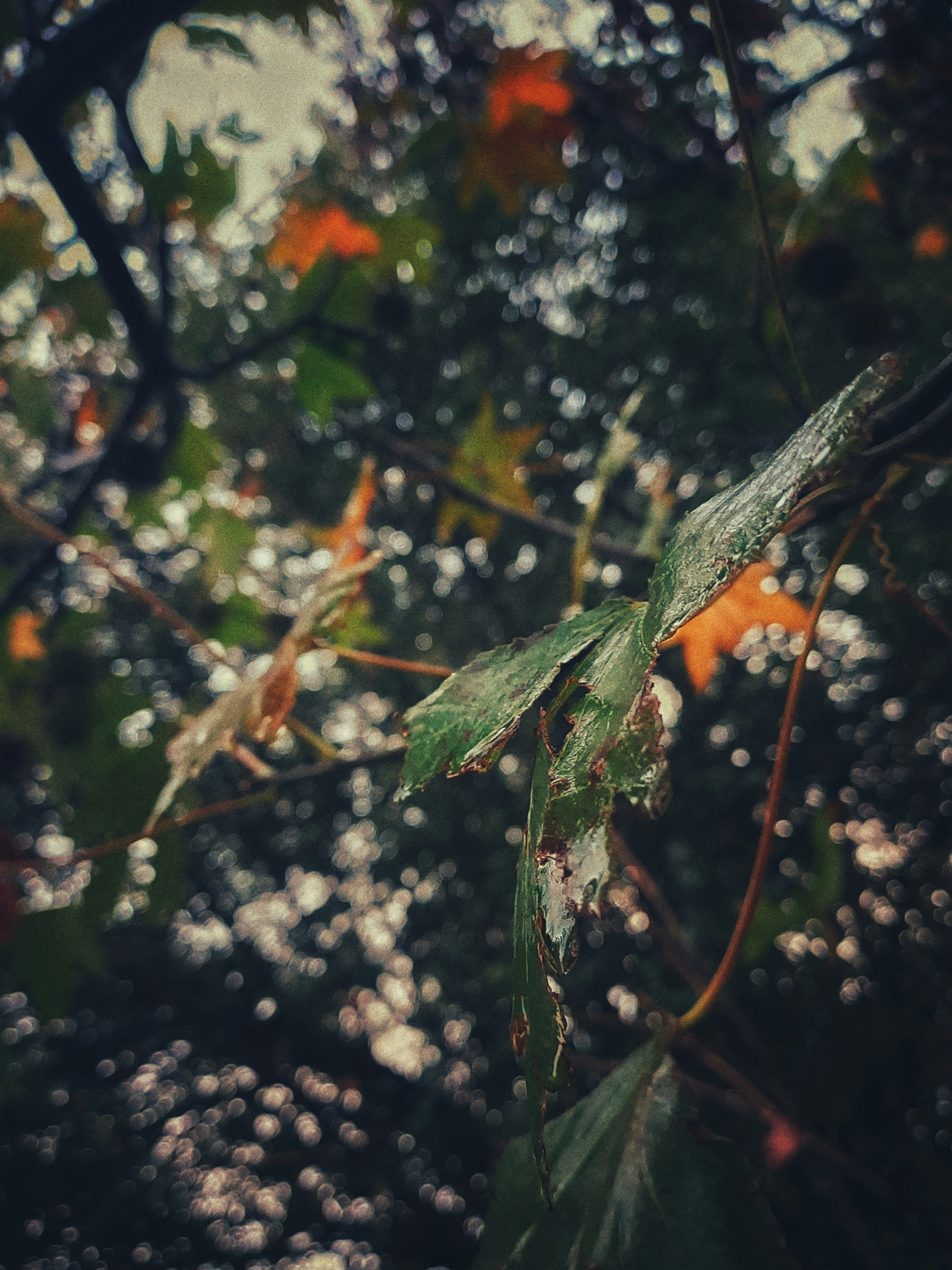 A tree branch with leaves in the foreground