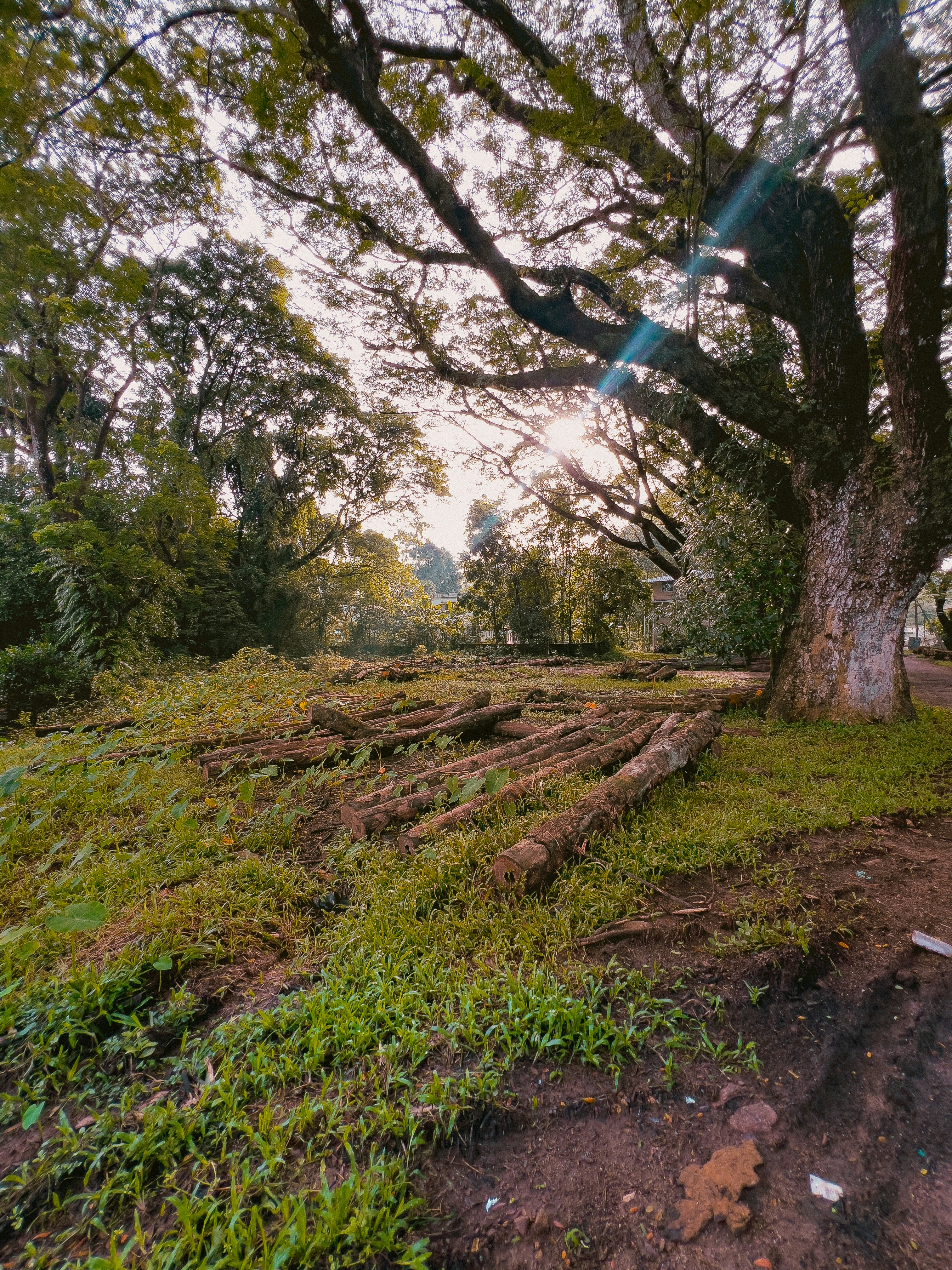 A dirt path next to a large tree