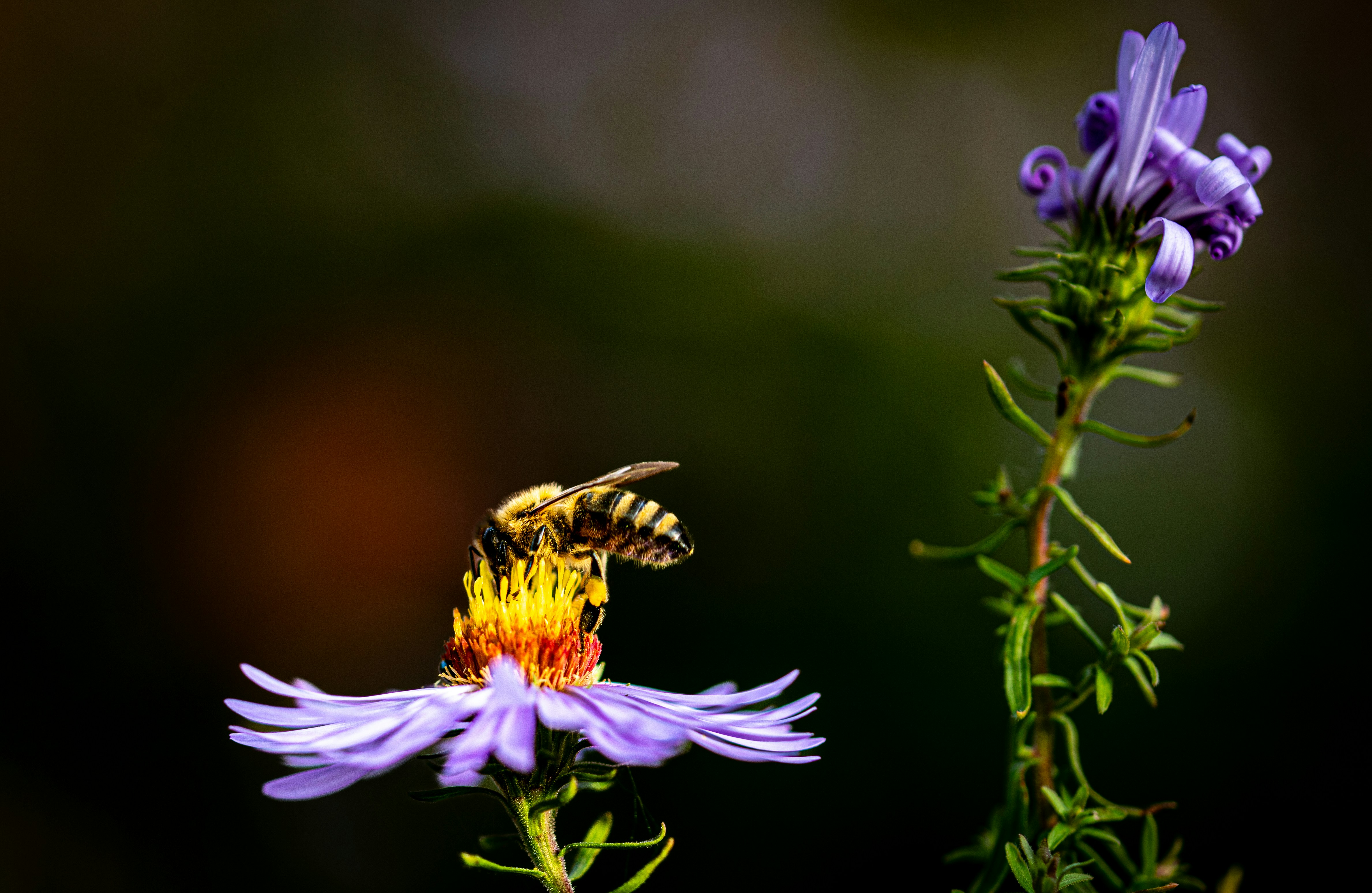 A bee on a flower with a blurry background